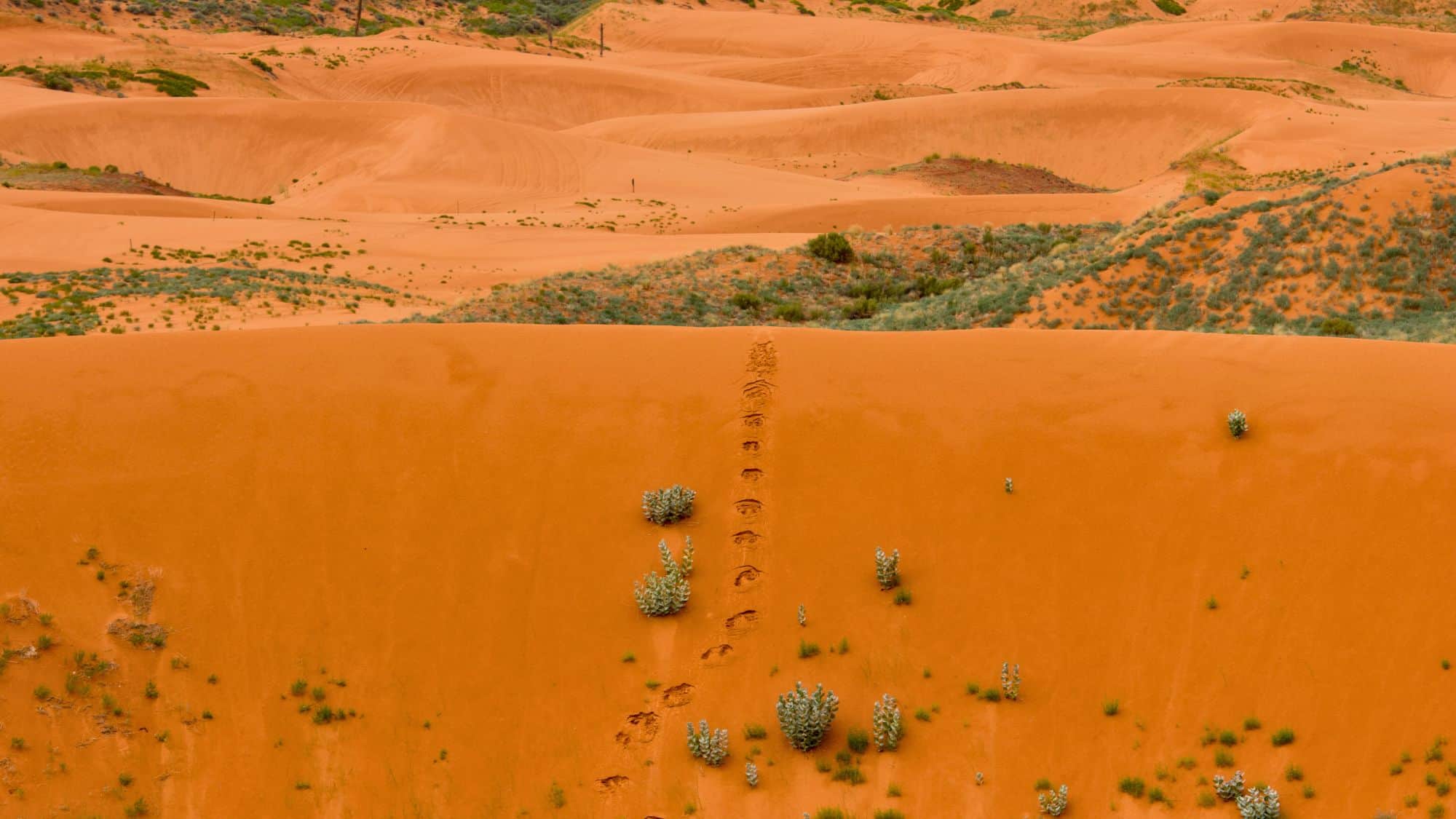 A trail of footprints descends a striking orange sand dune, surrounded by sparse desert vegetation. Rolling dunes stretch into the distance, blending with patches of green plants.