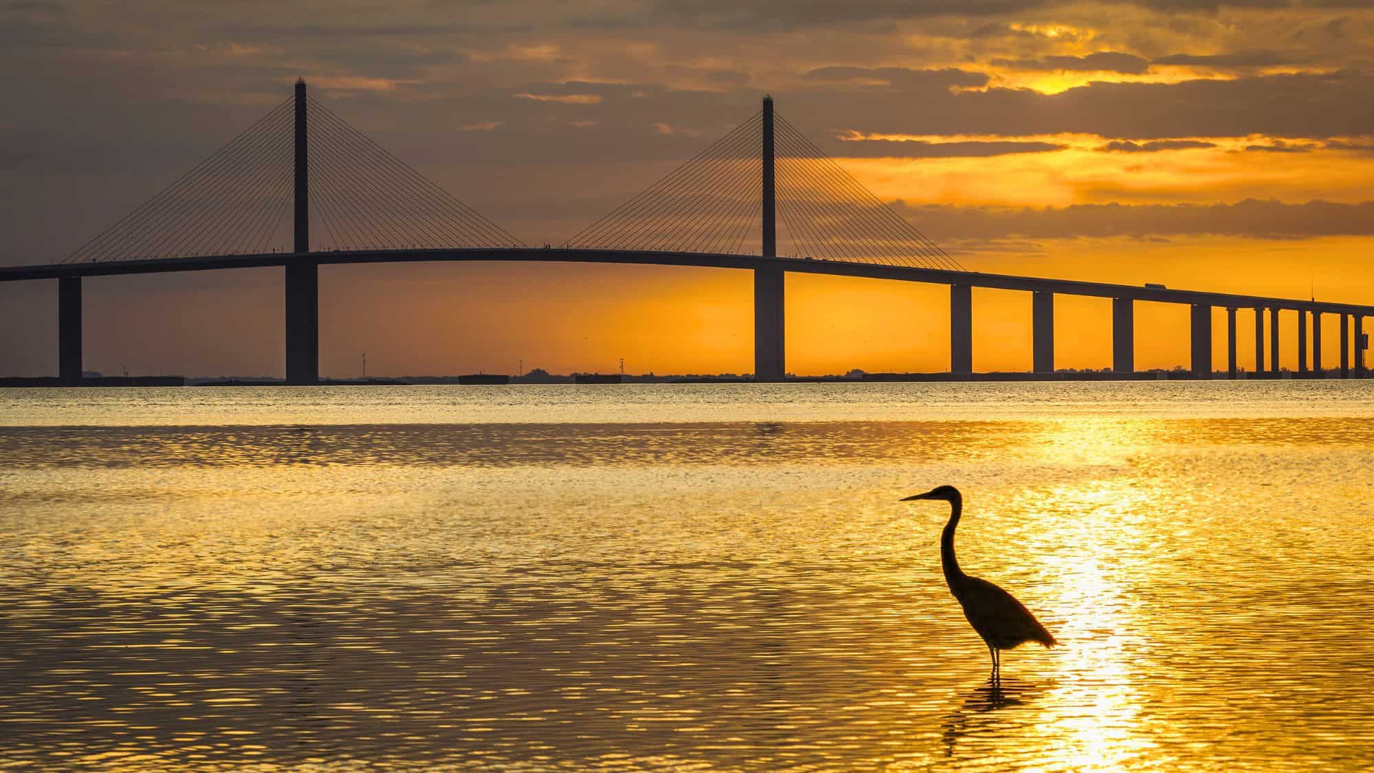 A golden sunset silhouettes a wading bird standing in calm waters near the Sunshine Skyway Bridge in Florida, with the bridge’s cable-stayed spans glowing in the warm evening light.