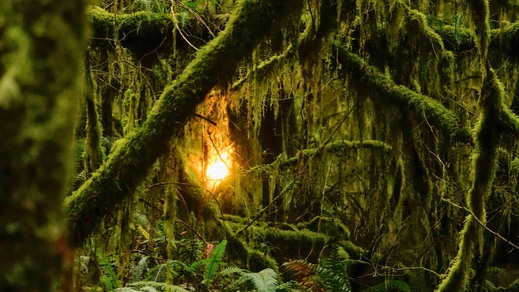 A glowing beam of sunlight pierces through thick moss-covered trees in the Hoh Rain Forest, creating a mystical green glow.