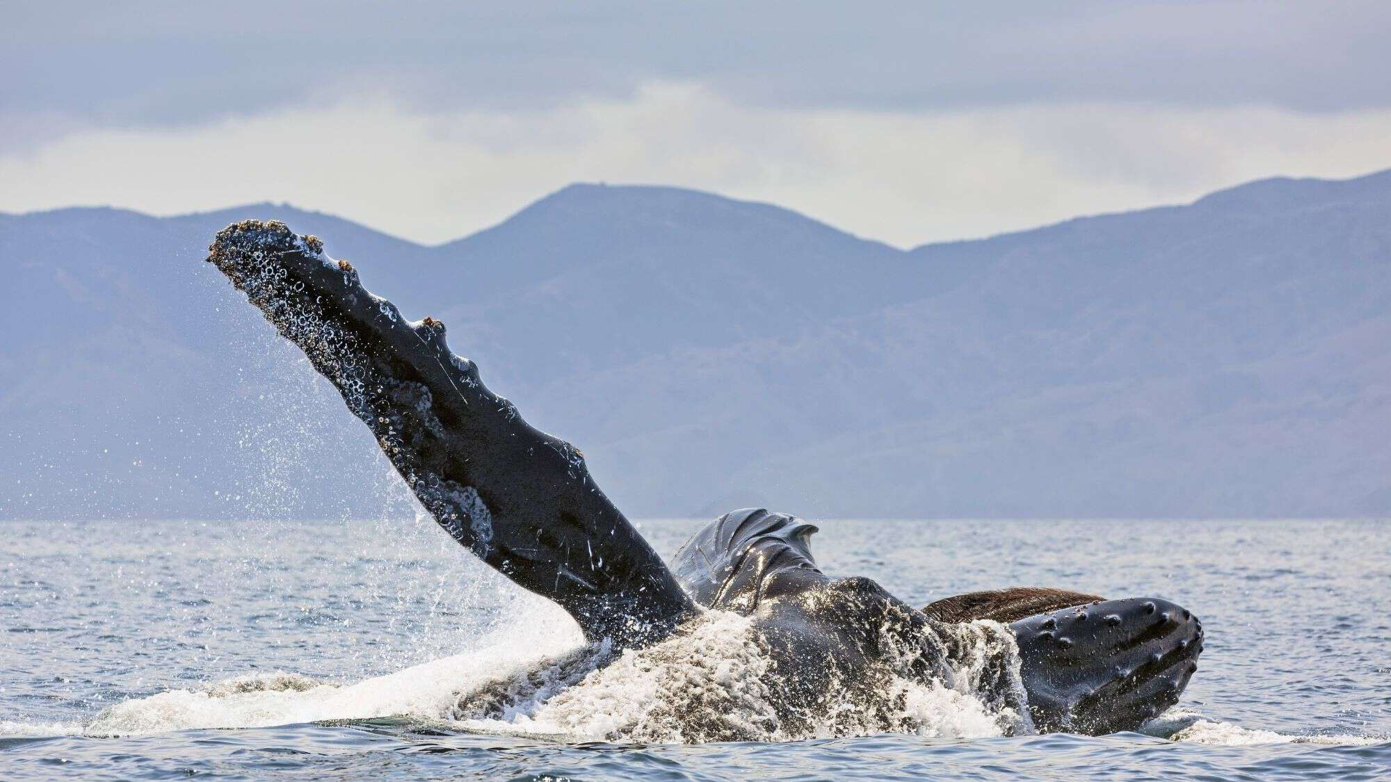 A humpback whale emerges from the ocean, its massive, barnacle-covered pectoral fin reaching toward the sky as water sprays around it. In the background, misty mountains stretch across the horizon beneath an overcast sky.
