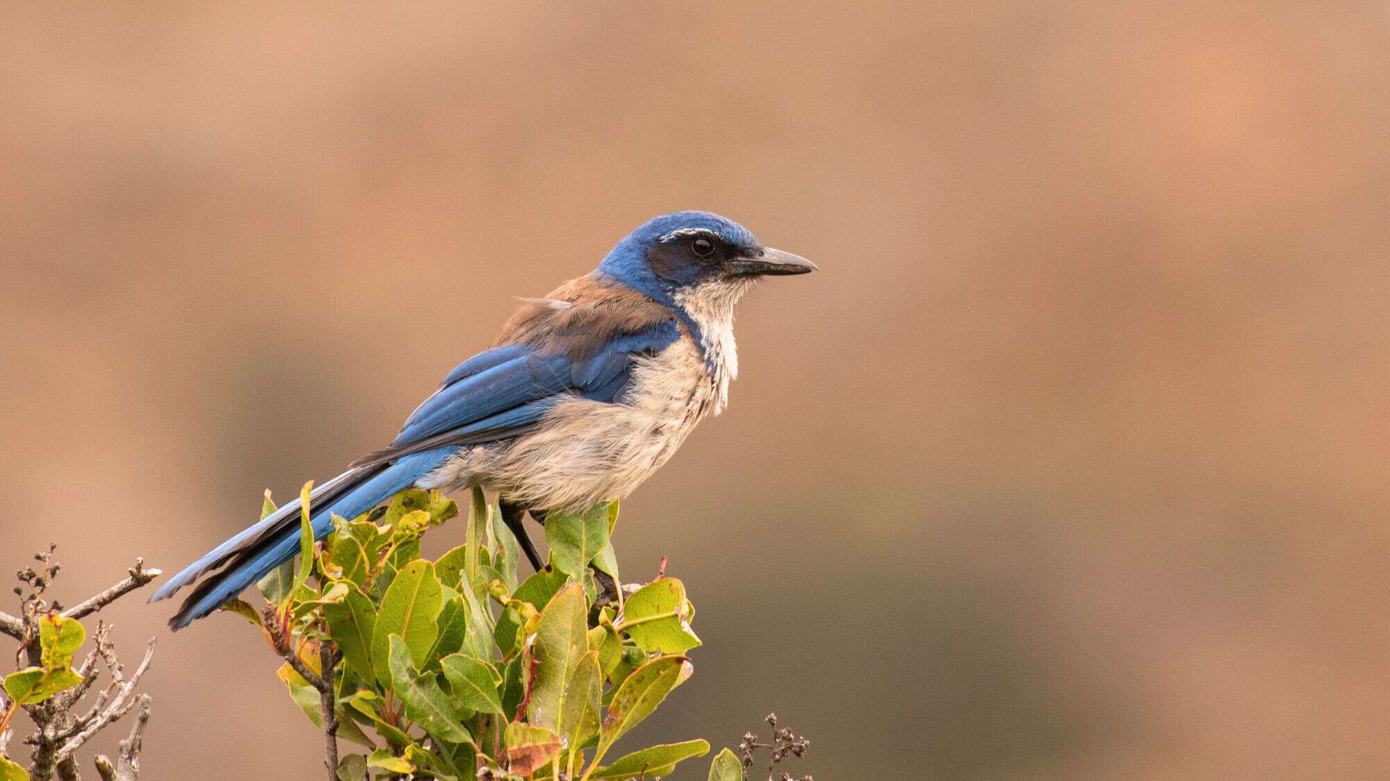 A vibrant blue and brown island scrub jay perches on a leafy green branch, its feathers slightly ruffled. The bird stands against a soft, blurred background of warm earth tones.