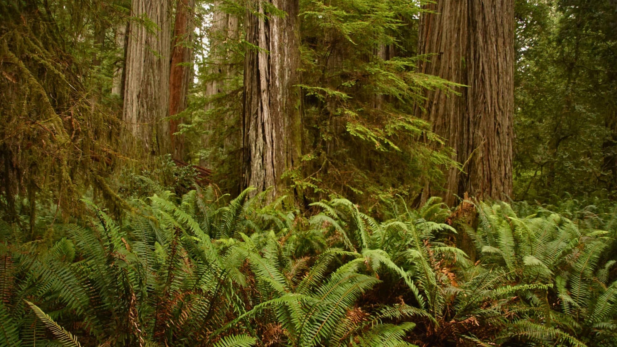 A lush forest scene with towering redwood trees surrounded by a dense undergrowth of ferns. The scene captures the rich greenery and peaceful atmosphere of the ancient redwood ecosystem.