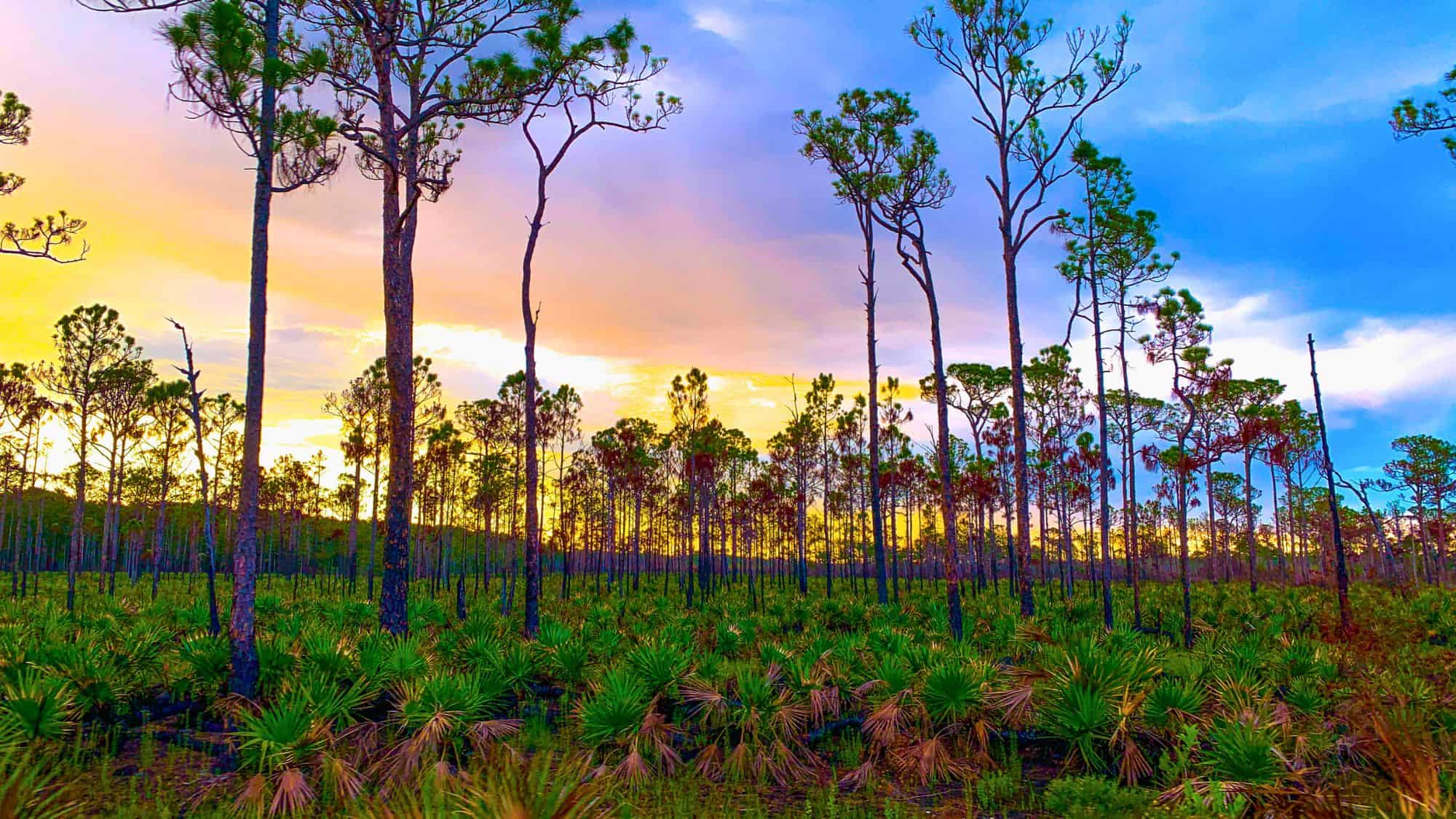 Tall pine trees stretch toward a colorful evening sky at Jonathan Dickinson State Park, Florida, with palm shrubs carpeting the forest floor in this vivid, dreamlike landscape.
