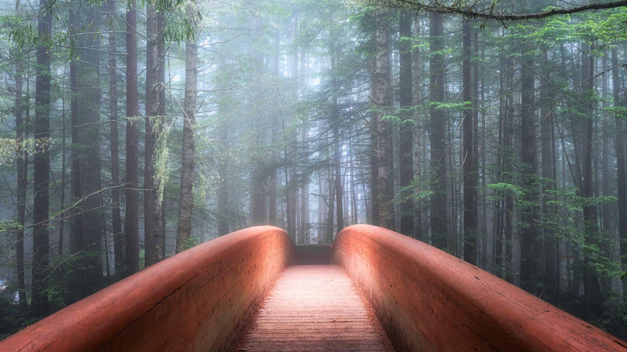 A misty forest scene with a wooden bridge leading into towering redwoods. The soft light and fog give the area a mystical feel, enhancing the lush greenery.