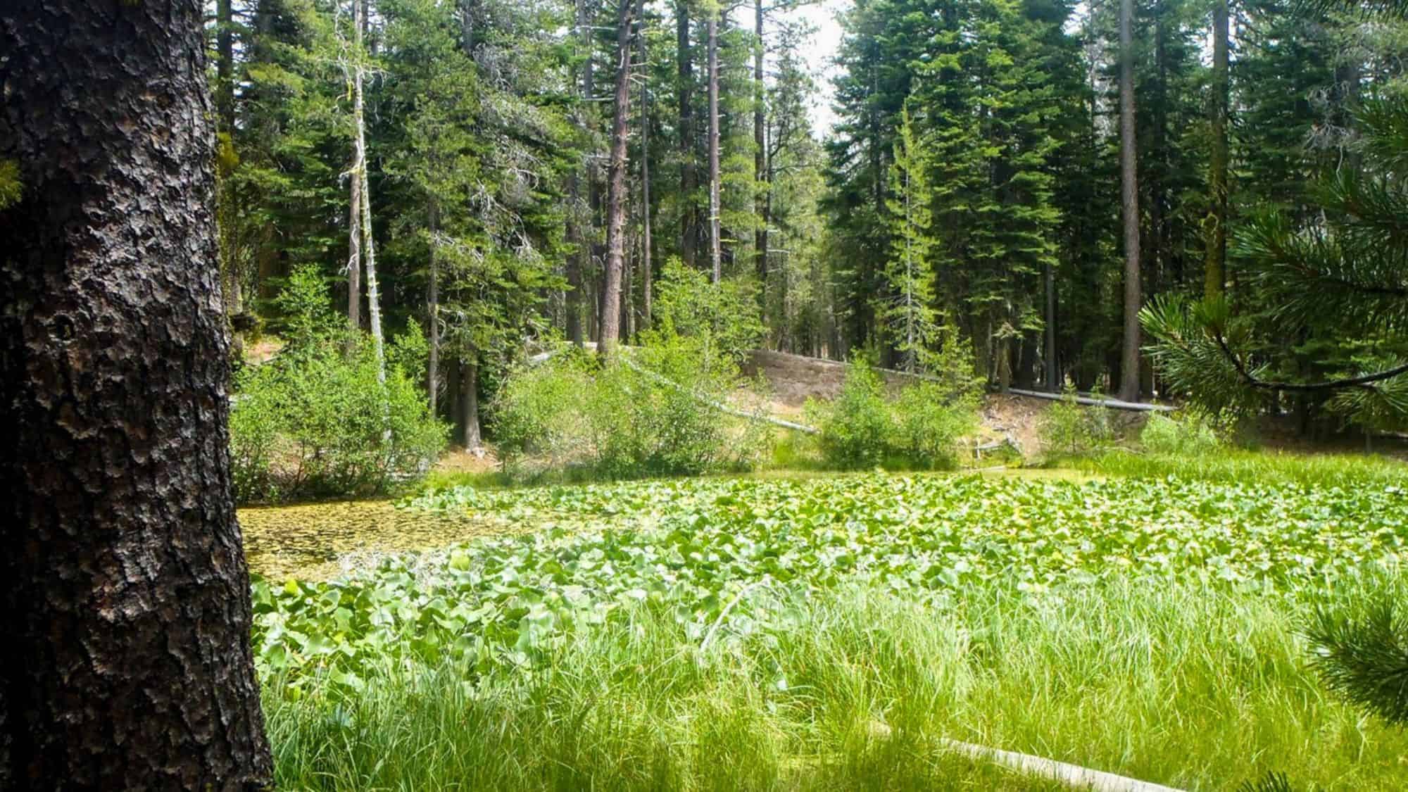 A serene forest setting with a pond covered in floating green lily pads. The surrounding tall pines and lush vegetation create a peaceful, secluded atmosphere.