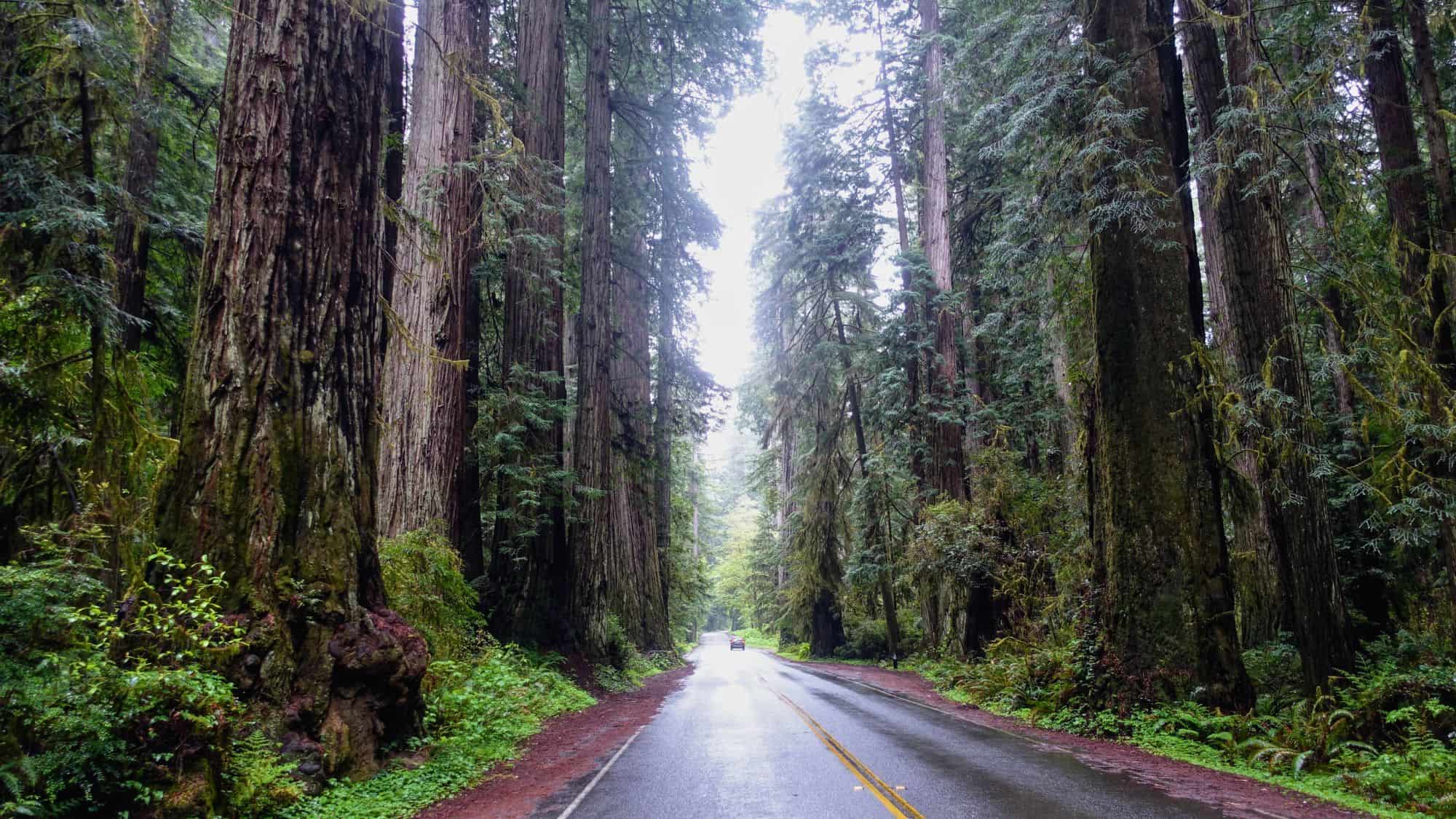 A road winding through a dense forest of towering redwoods. The wet pavement reflects the overcast sky, adding depth to the lush, green surroundings.