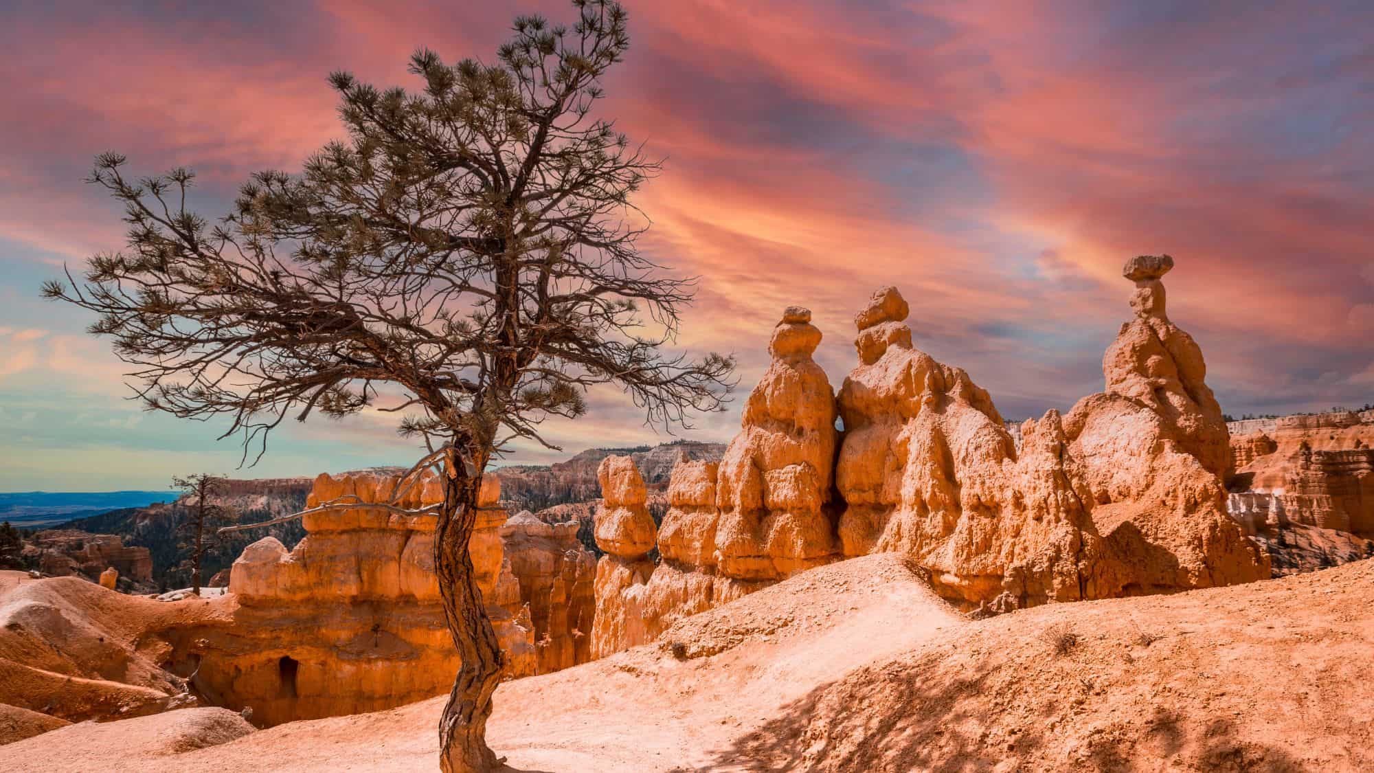 A lone, windswept tree stands against a backdrop of glowing hoodoos under a pink and orange sunset. The dramatic lighting highlights the rugged beauty of the landscape.