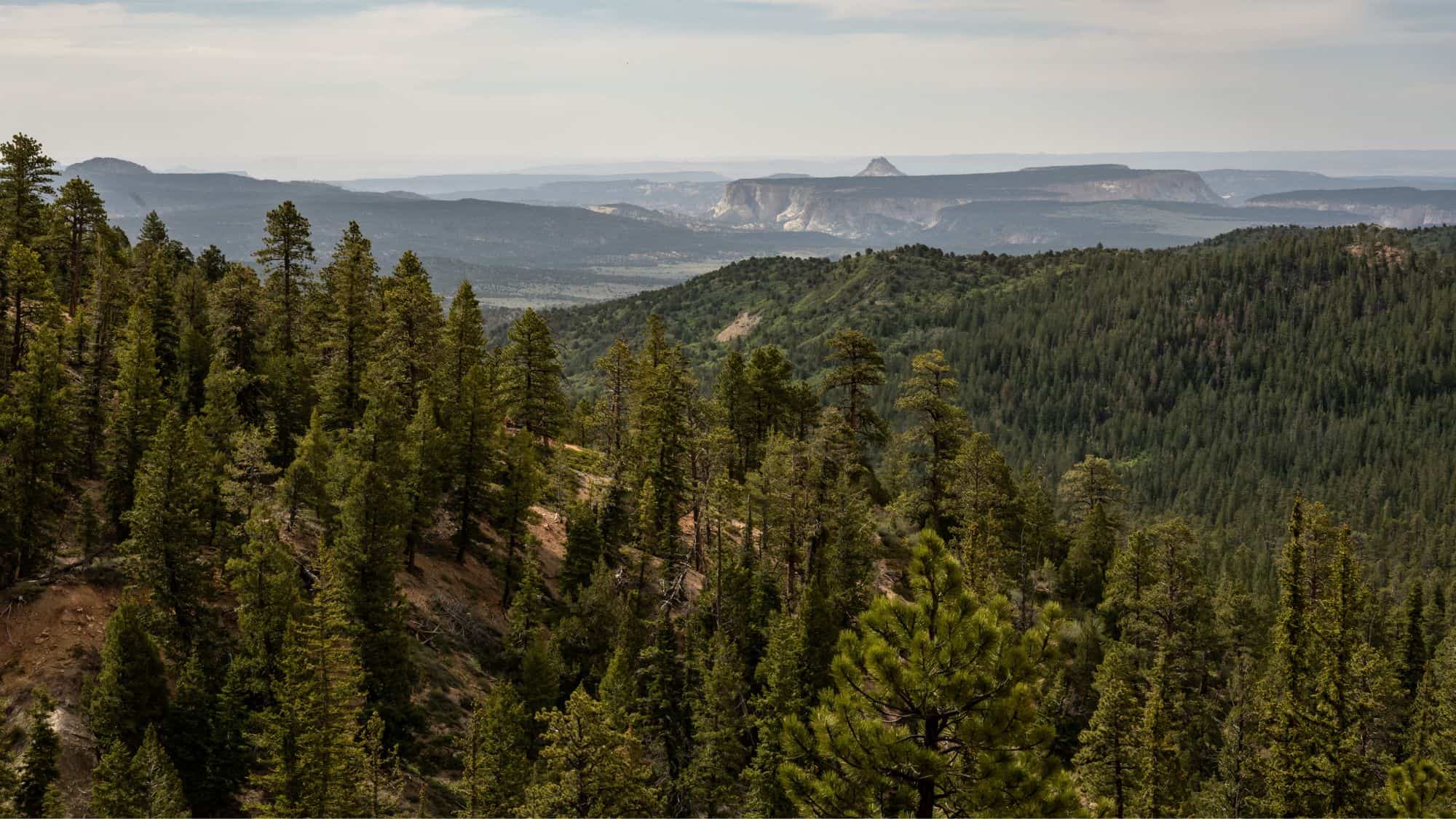 A panoramic view of the rugged wilderness beyond Bryce Canyon, with rolling hills, dense forests, and distant plateaus. The greenery contrasts with the arid desert landscape.