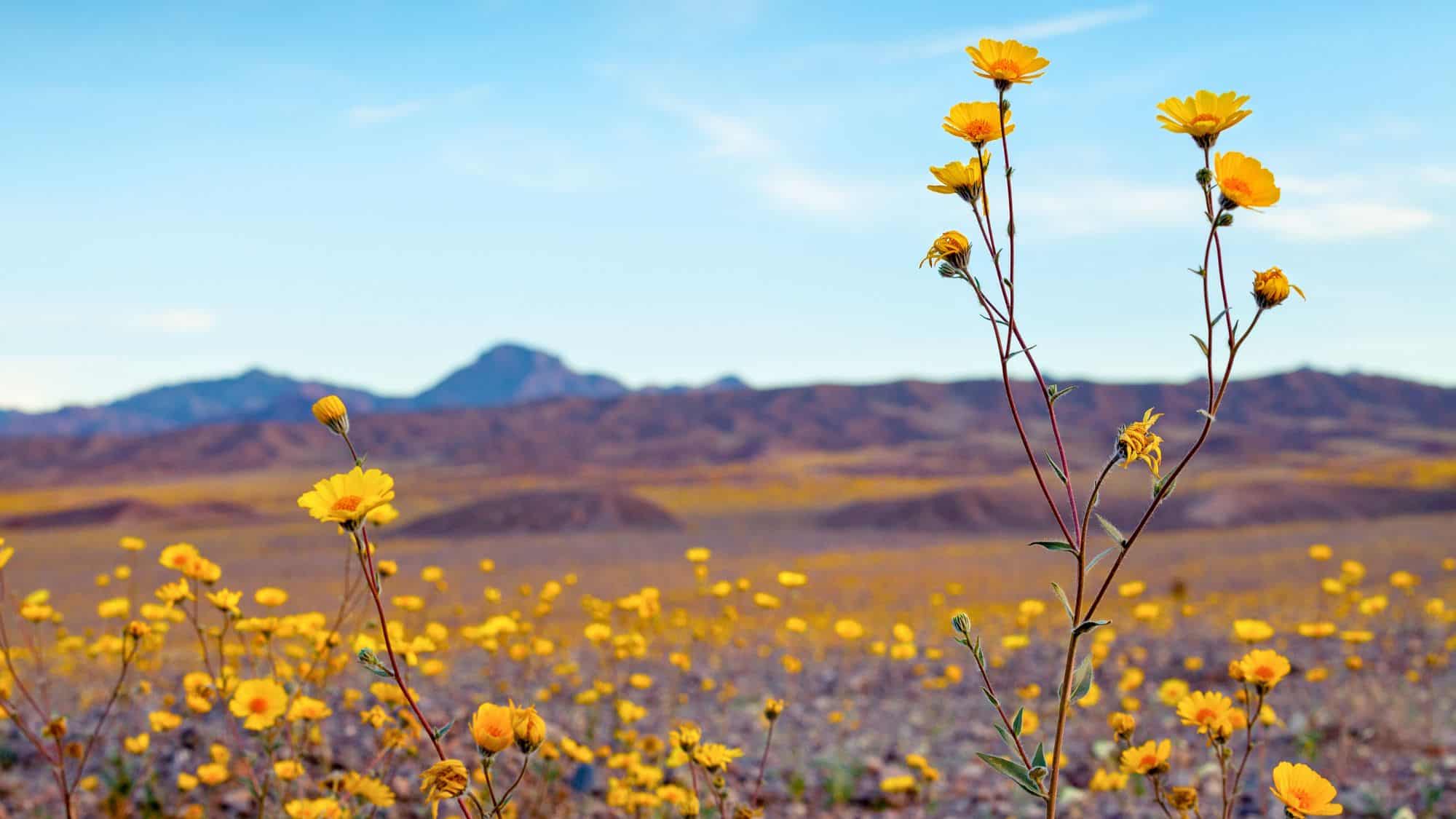 A desert landscape filled with vibrant yellow wildflowers stretching toward the horizon. Distant mountains and a bright blue sky create a striking contrast.