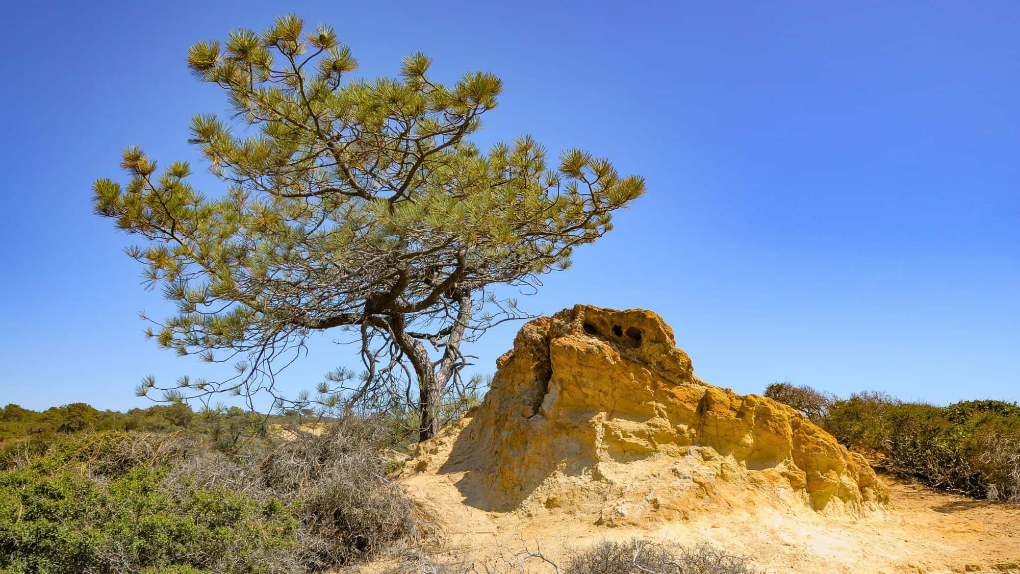 A gnarled Torrey pine tree stretches its branches over a rocky outcrop, its twisted trunk shaped by coastal winds. The bright blue sky contrasts with the golden sandstone formations and surrounding dry shrubs.