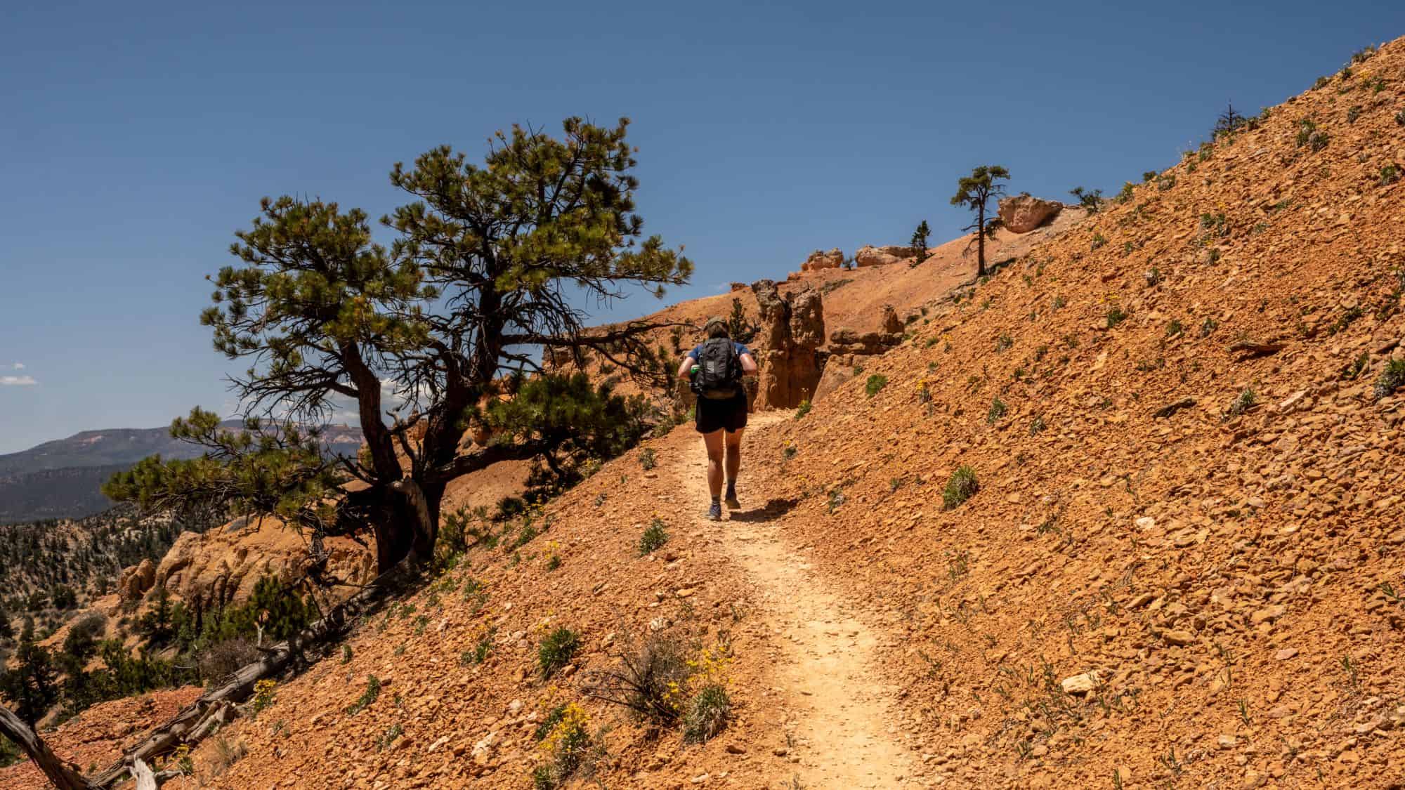 A hiker ascends a winding trail through the desert landscape of Bryce Canyon. The dry, rocky terrain is dotted with small trees and shrubs under a bright blue sky.