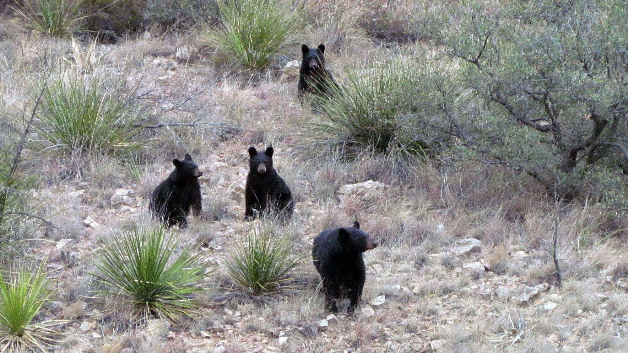 Four black bears, likely a mother and three cubs, are scattered among rocky terrain and desert vegetation in Big Bend National Park, surrounded by yucca plants and shrubs.