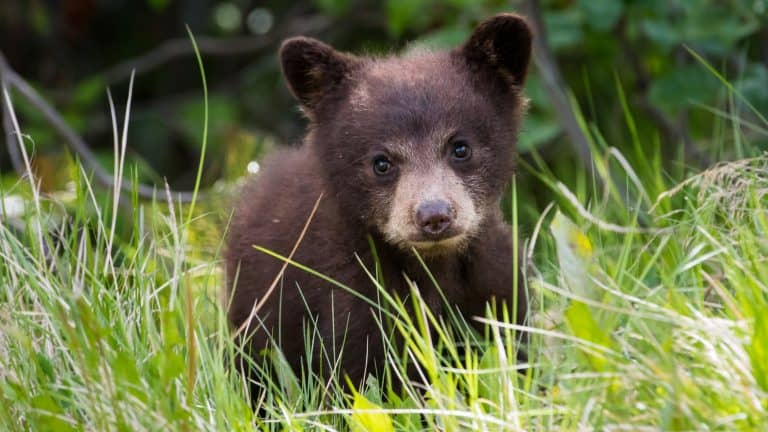 A close-up of an adorable brown bear cub peeking through tall green grass, its big eyes looking curiously at the camera with a soft, fuzzy face.