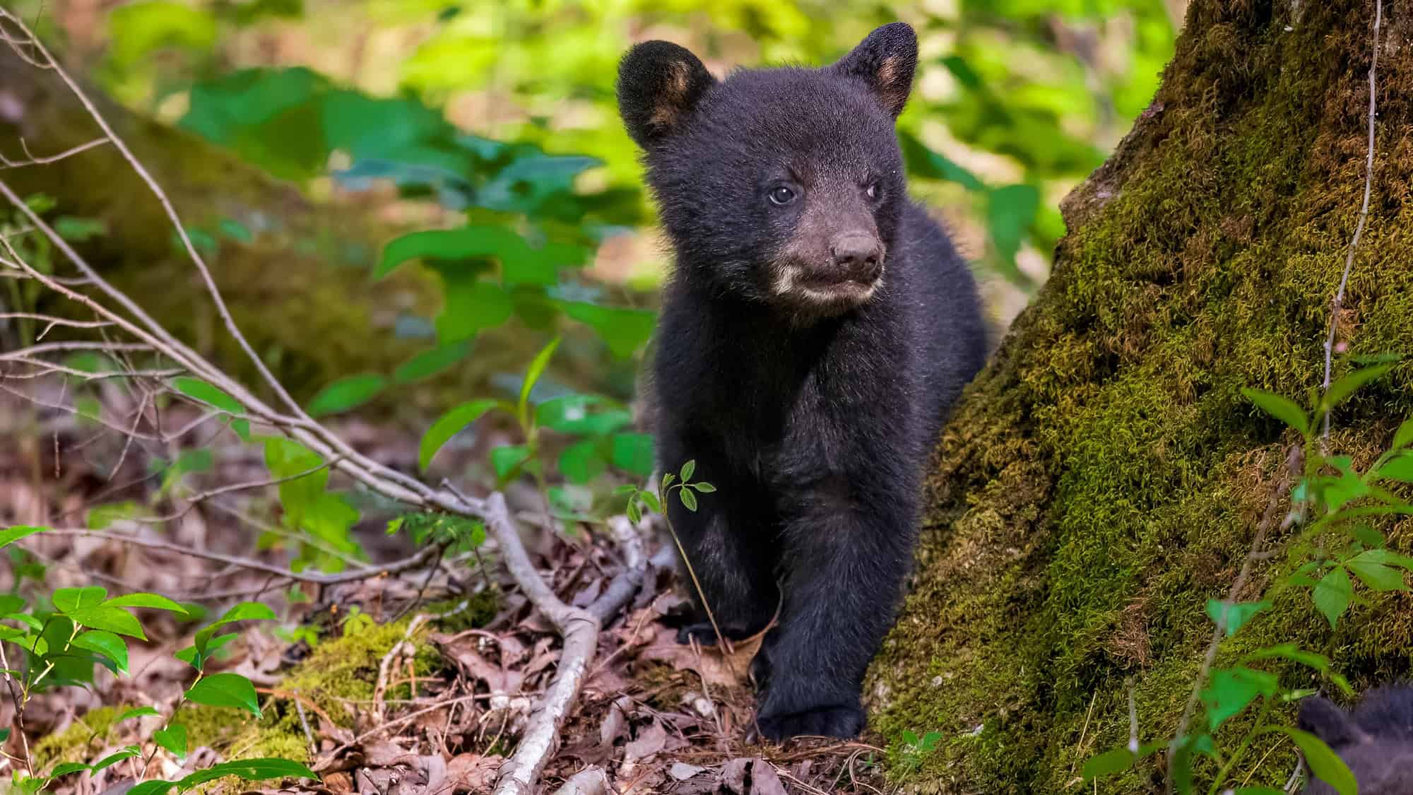 A small black bear cub with a pale muzzle stands at the base of a mossy tree, surrounded by green leaves and forest floor debris.