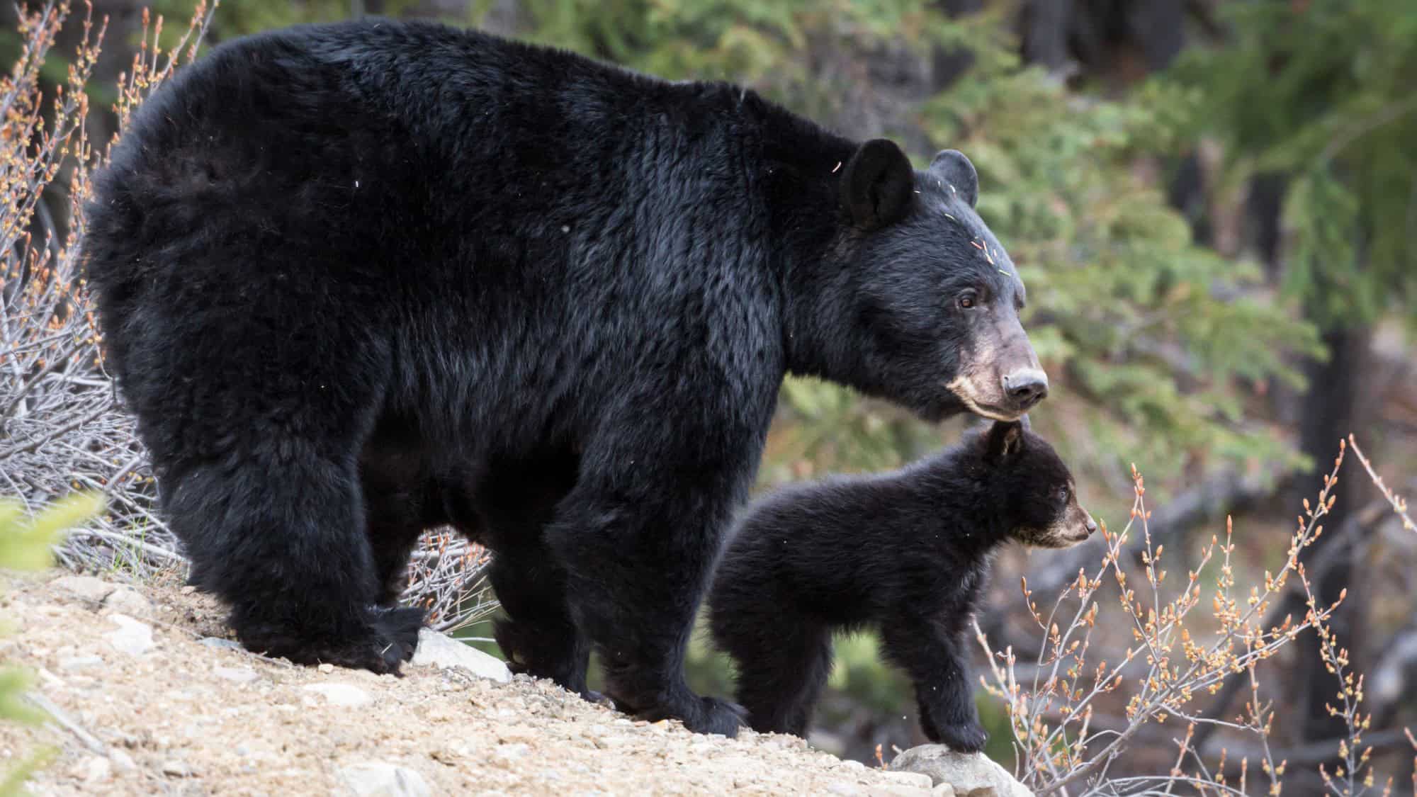 A black bear and her cub stand side by side on a rocky slope, both alert and facing the same direction, surrounded by sparse brush and evergreens in the background.