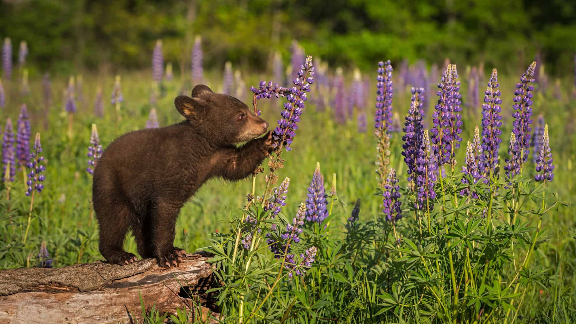 A curious bear cub sniffs a stalk of purple lupine flowers while standing on a fallen log in a sunny wildflower field.