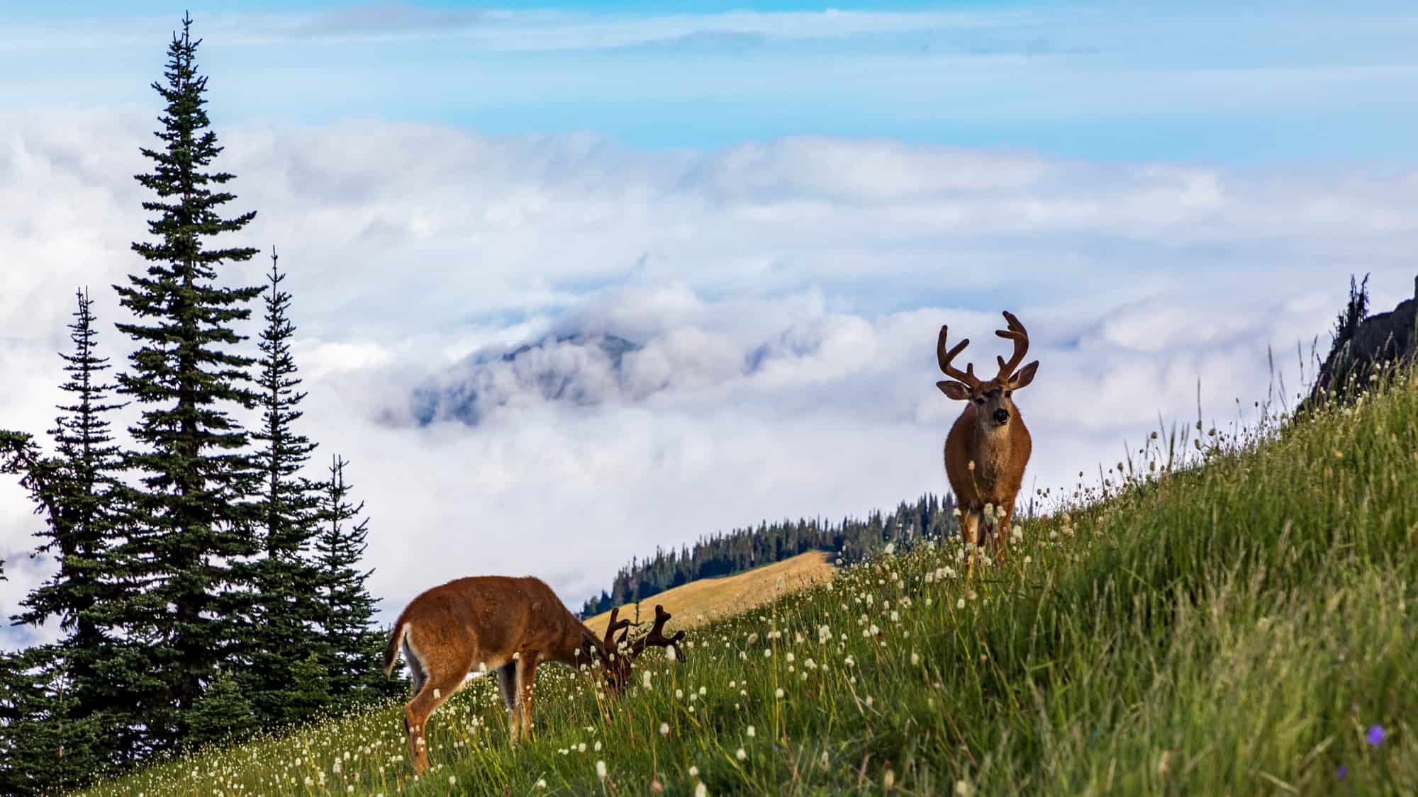 Two deer graze on a wildflower-dotted hillside at Hurricane Ridge, with one looking directly at the camera. Behind them, a sea of clouds blankets the valley below, framed by distant ridgelines and pine trees.