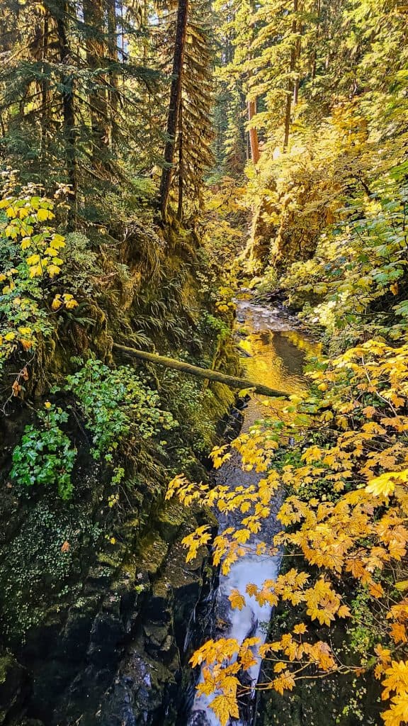 A vibrant autumn scene in a forested canyon, where golden-yellow leaves and mossy evergreens surround a narrow, rocky stream with a small waterfall. Sunlight filters through the dense canopy, casting a warm glow over the foliage.