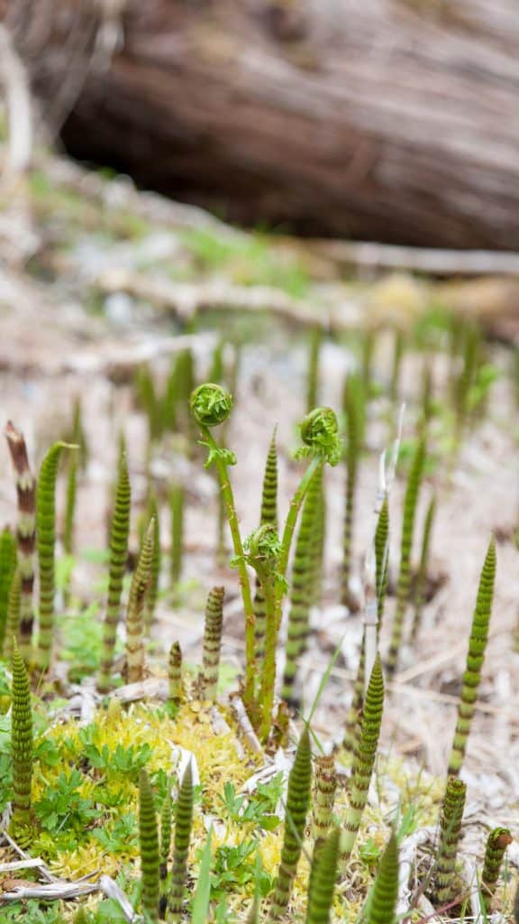 A close-up of vibrant young fiddlehead ferns unfurling among horsetail shoots and mosses on the forest floor. The background is softly blurred, highlighting the coiled ferns in early spring growth.