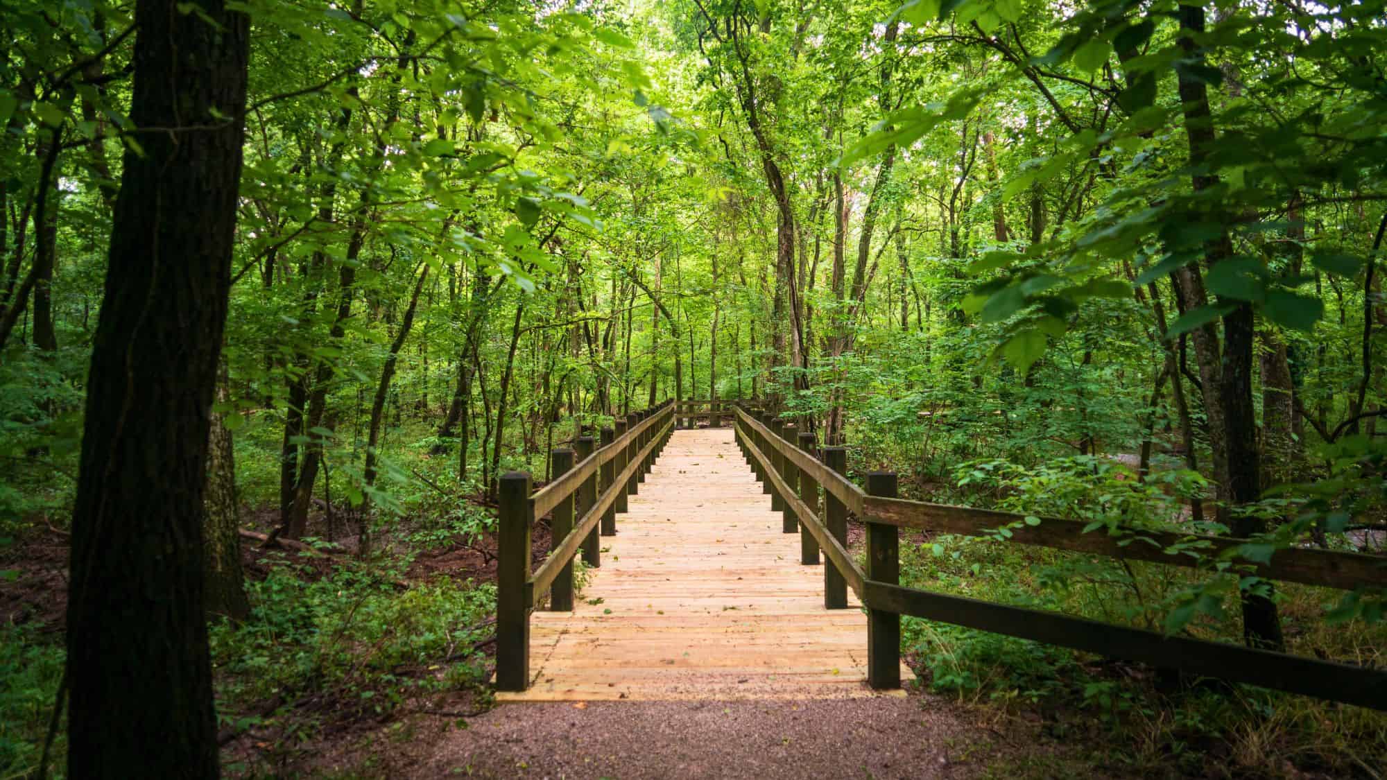A bright wooden boardwalk stretches through a lush, green forest at the George Washington Carver National Monument, surrounded by vibrant foliage and dappled sunlight.