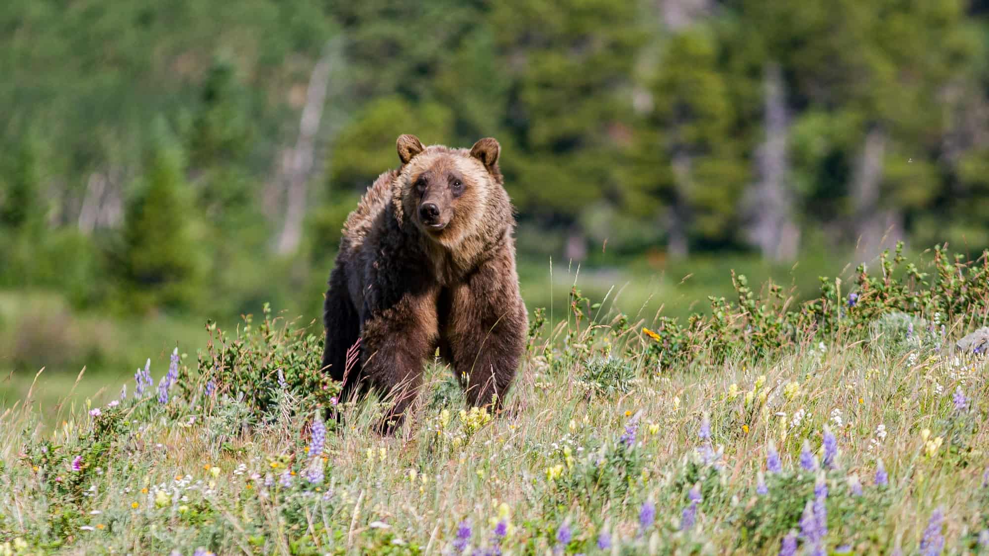 A grizzly bear strides through a mountain meadow filled with wildflowers, with a backdrop of evergreen forest in Glacier National Park.
