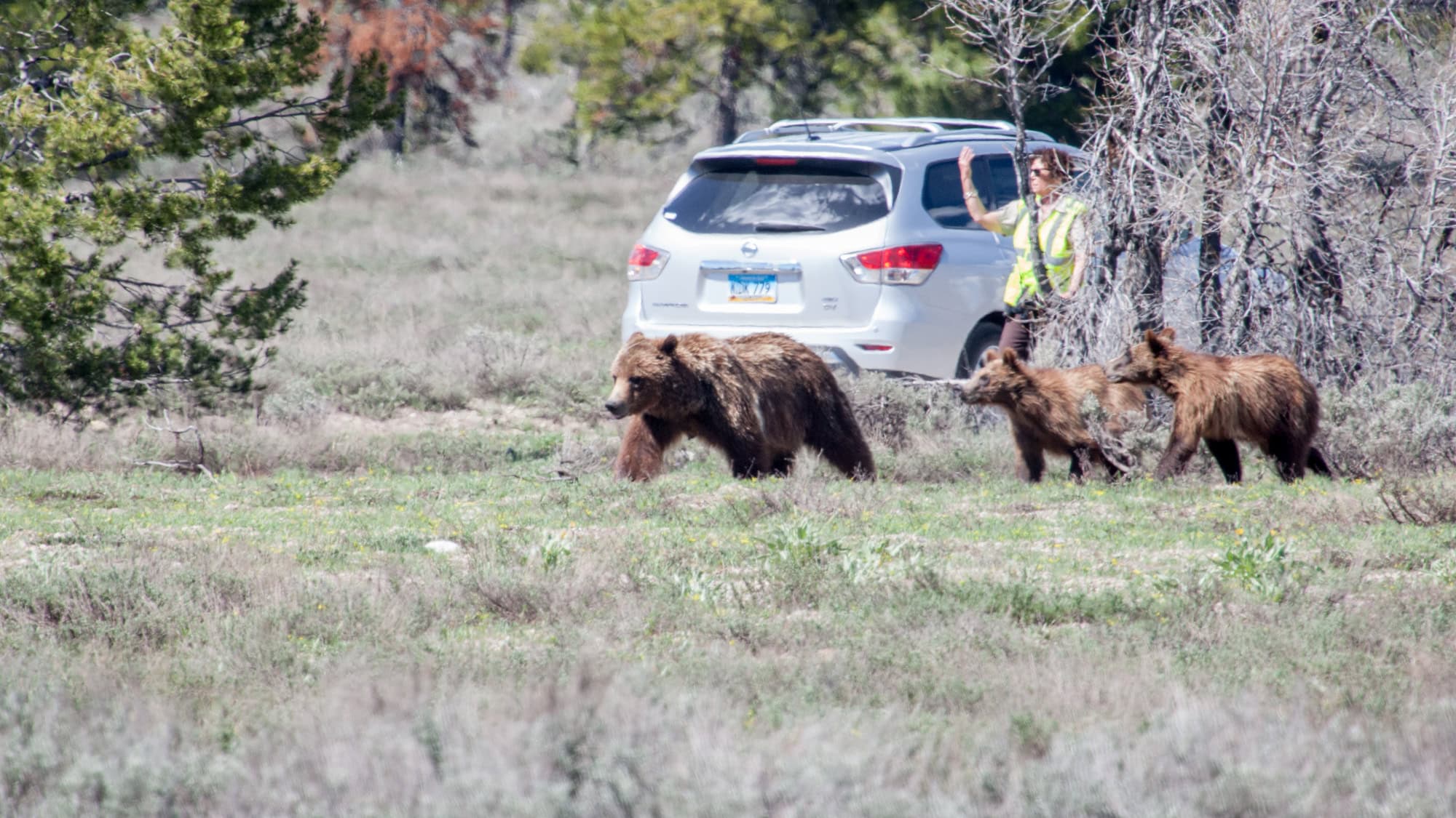 A grizzly bear mother with two cubs walks through a grassy area near a white SUV, while a park ranger in a high-visibility vest stands nearby, partially hidden behind trees.