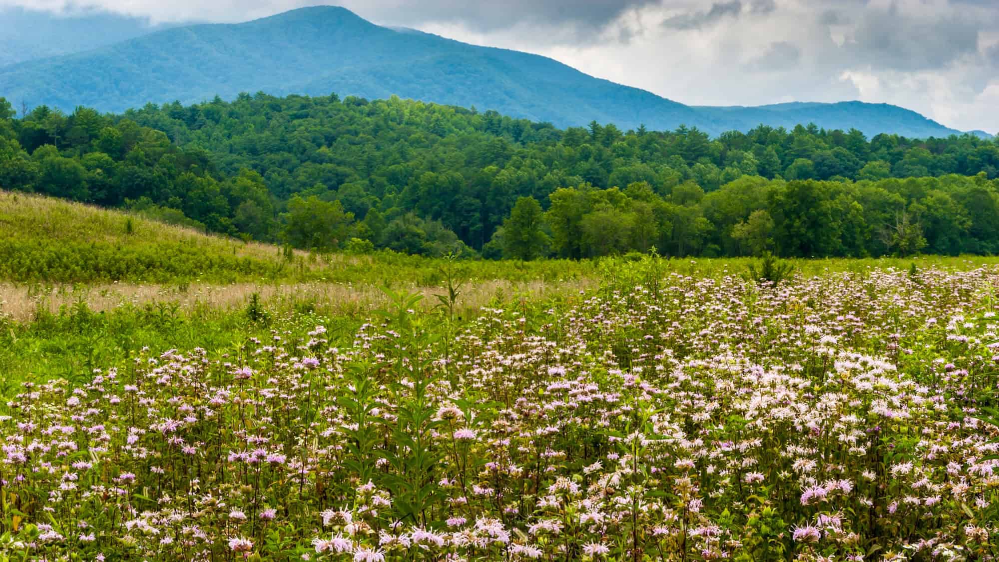 Rolling green hills covered in dense forests lead to hazy blue mountains in the distance. A foreground of pink wildflowers sways in the open meadow beneath a cloudy sky.