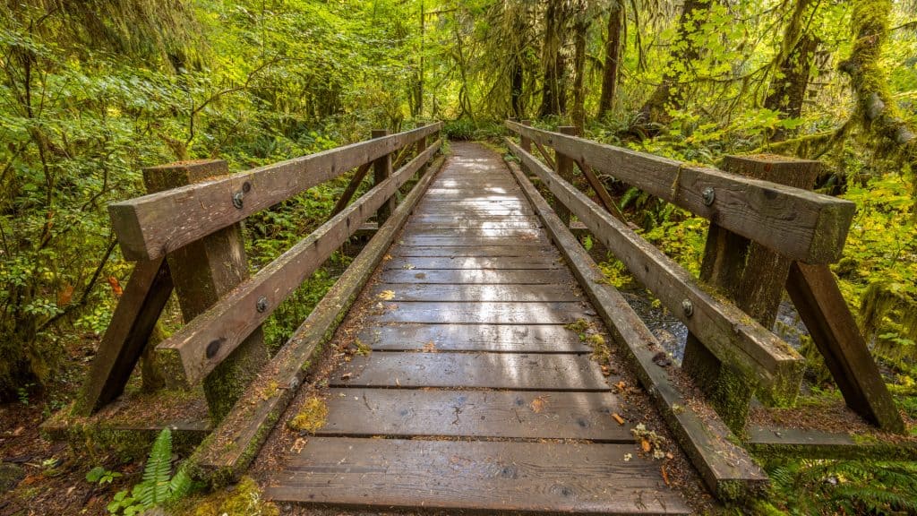 A mossy wooden footbridge stretches into a dense, green rainforest filled with ferns and overhanging branches. Dappled light hits the damp wooden planks, creating a peaceful, slightly mystical vibe.