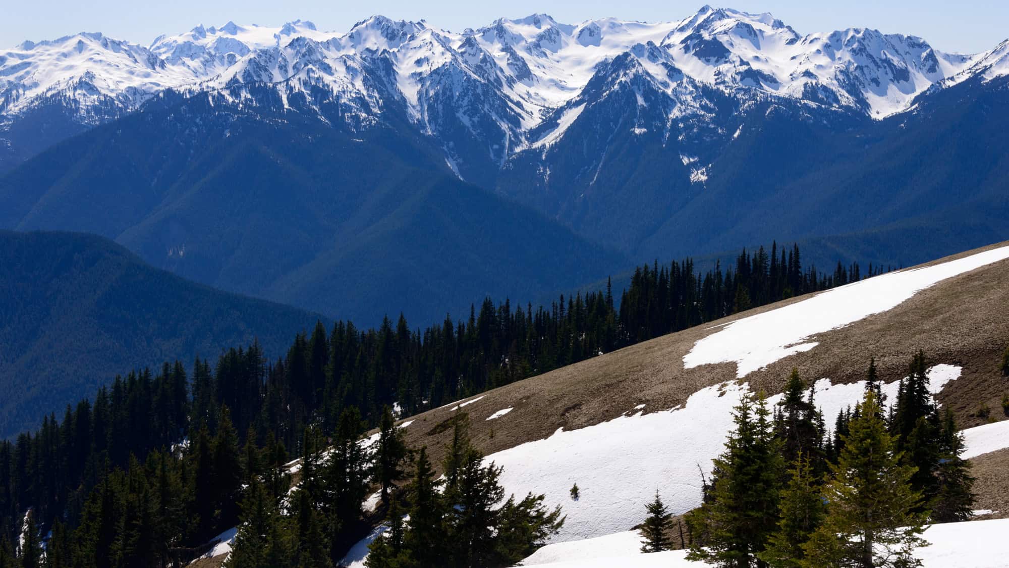 A panoramic view of Hurricane Ridge, showcasing snow-capped peaks of the Olympic Mountains. The rolling forested slopes contrast beautifully with the crisp white snow under a clear blue sky.