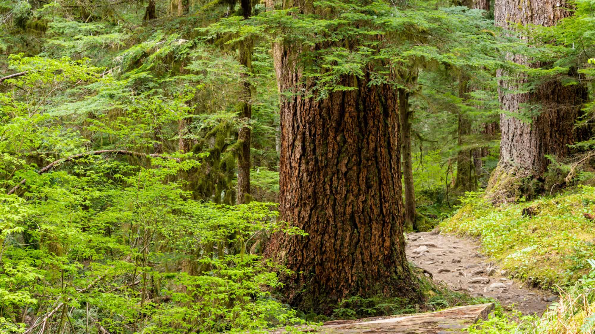 A towering, ancient tree with deeply textured bark stands along a dirt trail in a lush green forest. Moss-covered branches and ferns fill the background, creating a dense, peaceful woodland scene.