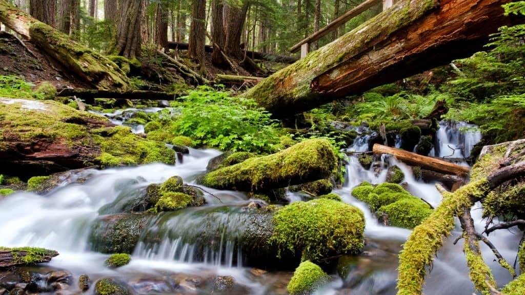 A lush, moss-covered stream flows gently through a dense forest in Olympic National Park. Fallen logs, vibrant green ferns, and rocks draped in thick moss create a serene, untouched wilderness scene. The soft, blurred effect of the cascading water enhances the tranquility of the landscape.