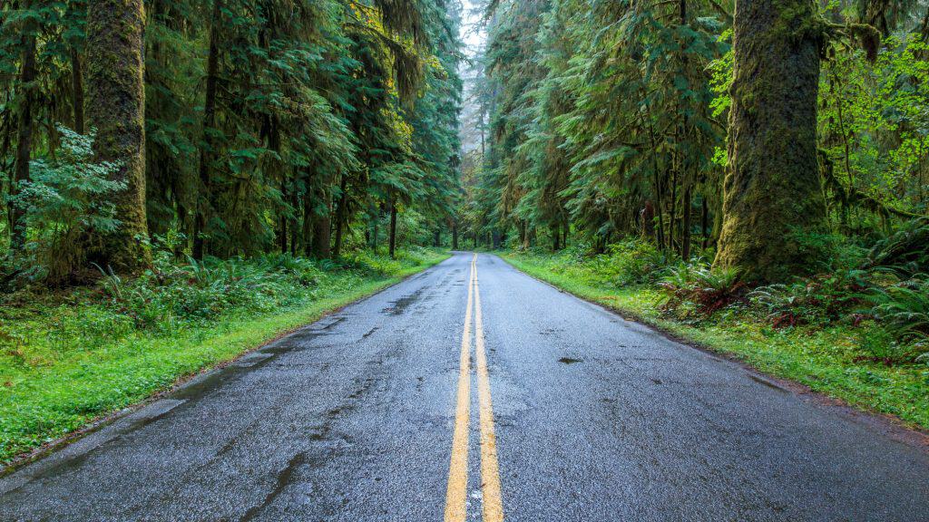 A quiet, rain-slicked road stretches into the distance, flanked by towering moss-covered trees. The wet pavement and misty atmosphere create a serene, almost mystical feel.