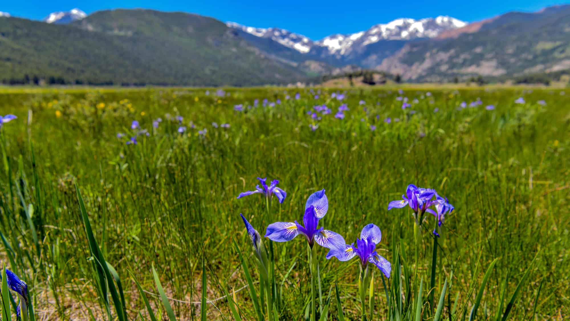 A close-up of delicate purple wildflowers in a sunlit meadow, with snow-capped peaks in the background. The lush green grass and clear blue sky frame the alpine beauty.