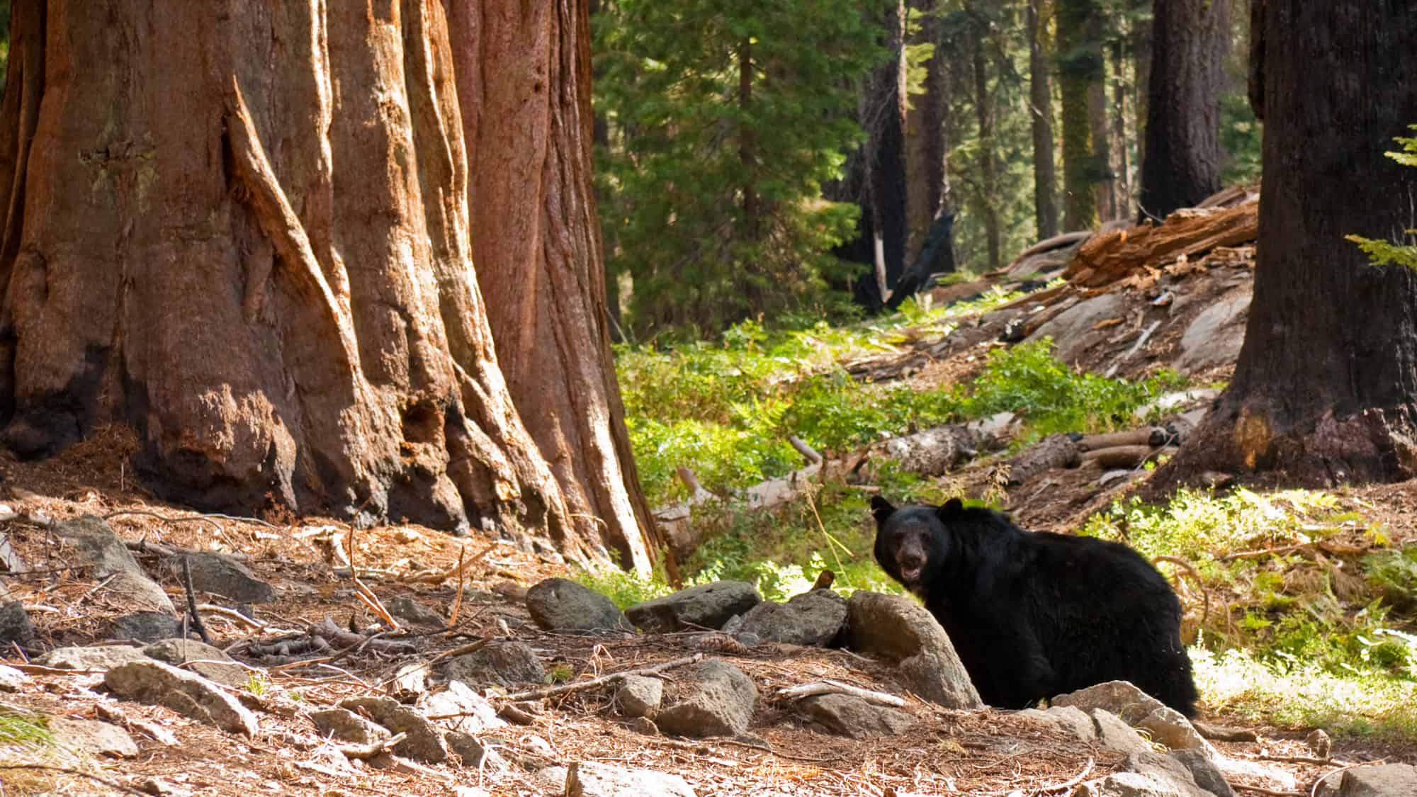 A lone black bear walks past the massive trunk of a sequoia tree in the dappled sunlight of a dense forest in Sequoia National Park.