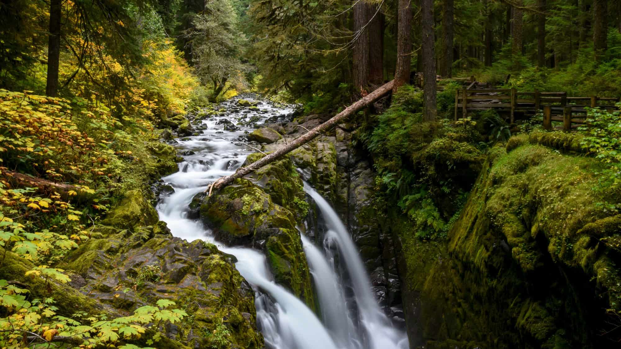 A stunning multi-tiered waterfall cascades through a lush, moss-covered forest in Olympic National Park. A fallen tree bridges the gap between the rocky cliffs, while vibrant green ferns and foliage frame the rushing white water.