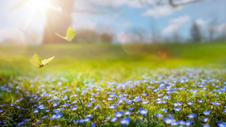 A dreamy field of tiny blue flowers bathed in golden sunlight, with two delicate yellow butterflies fluttering above.