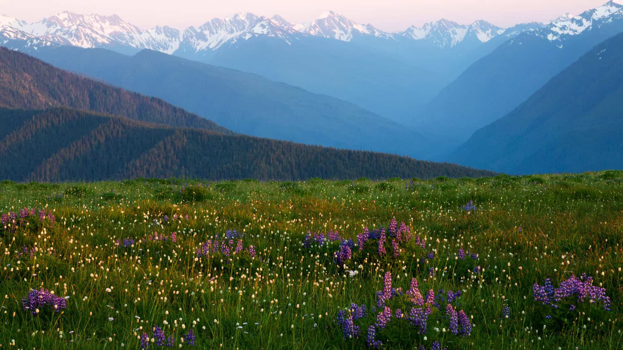 A lush alpine meadow dotted with colorful wildflowers like purple lupines and white daisies, set against a backdrop of tree-covered ridges and distant snow-capped mountains under a pastel sky.