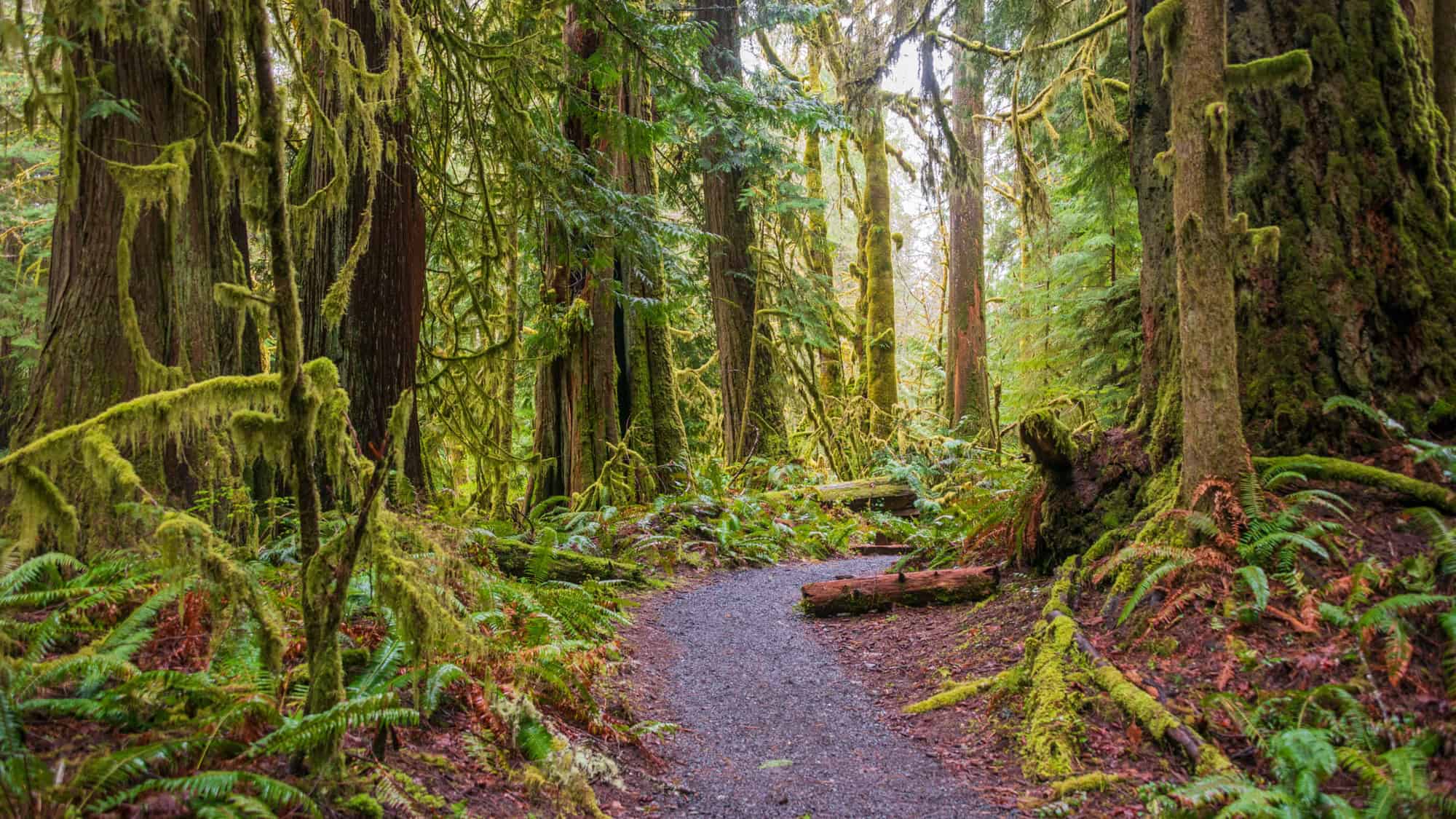A winding dirt path leads through a lush temperate rainforest filled with towering moss-draped trees, vibrant green ferns, and fallen logs. The air feels damp and peaceful, with dense greenery all around.