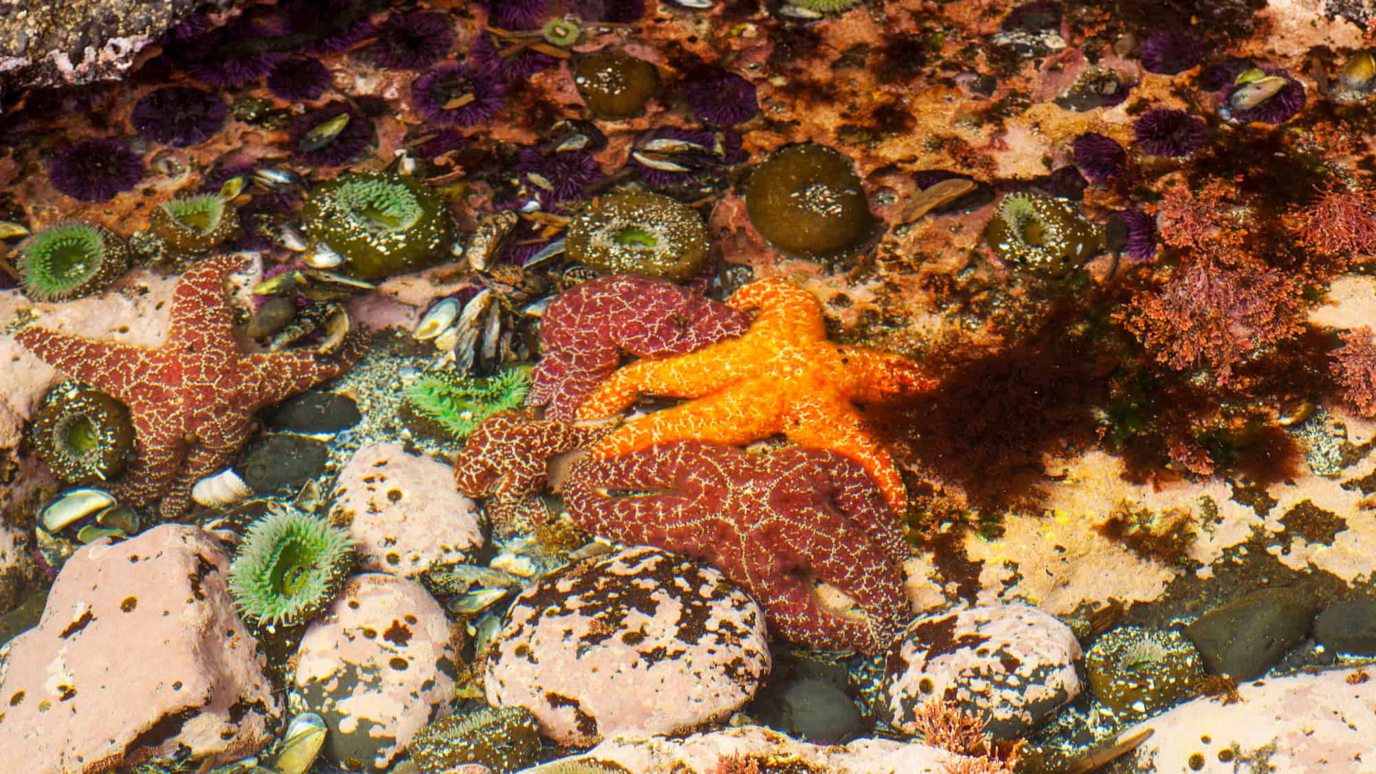 A vibrant, close-up look at a tidepool teeming with marine life, including bright orange and red starfish, green anemones, purple sea urchins, and small mussels clinging to the rocks.