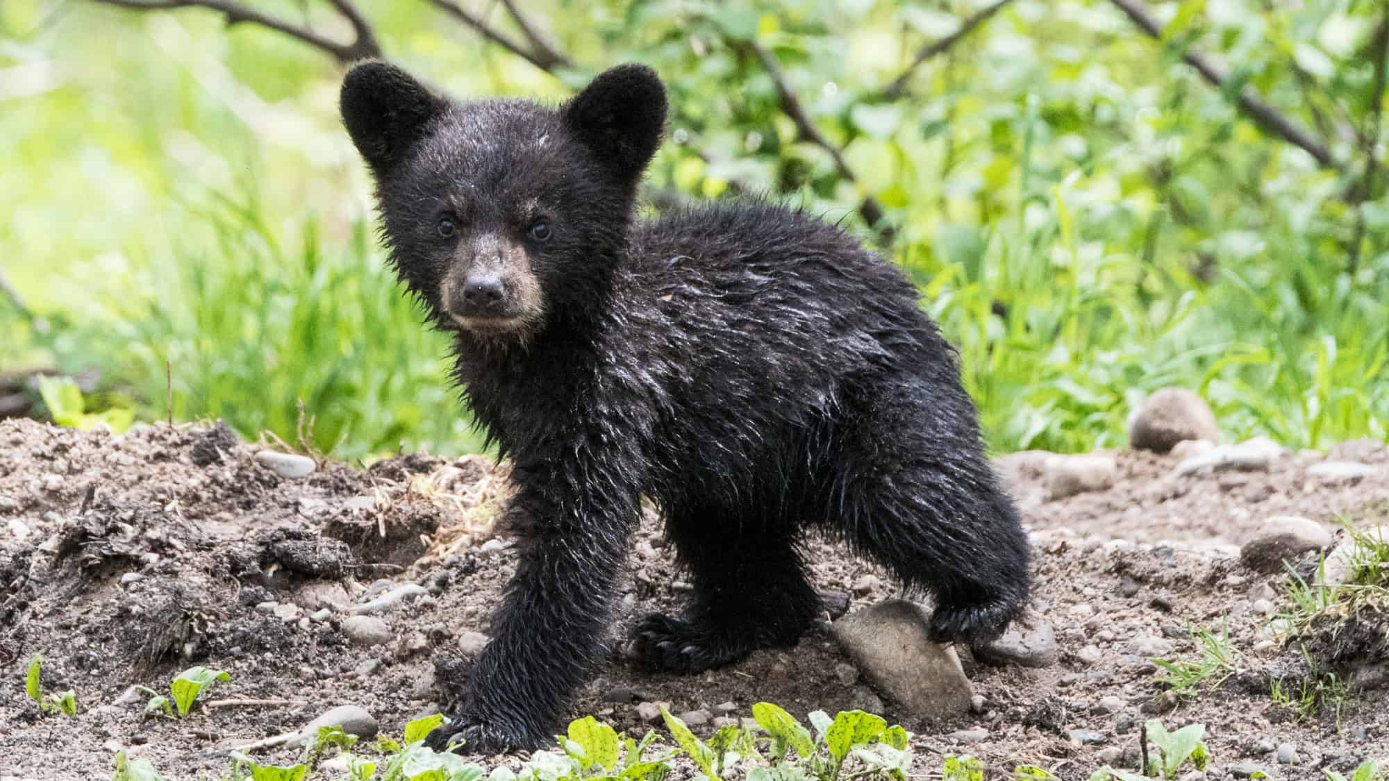 A damp black bear cub stands on a patch of muddy ground, looking toward the camera with wide eyes, its fur spiky from moisture.
