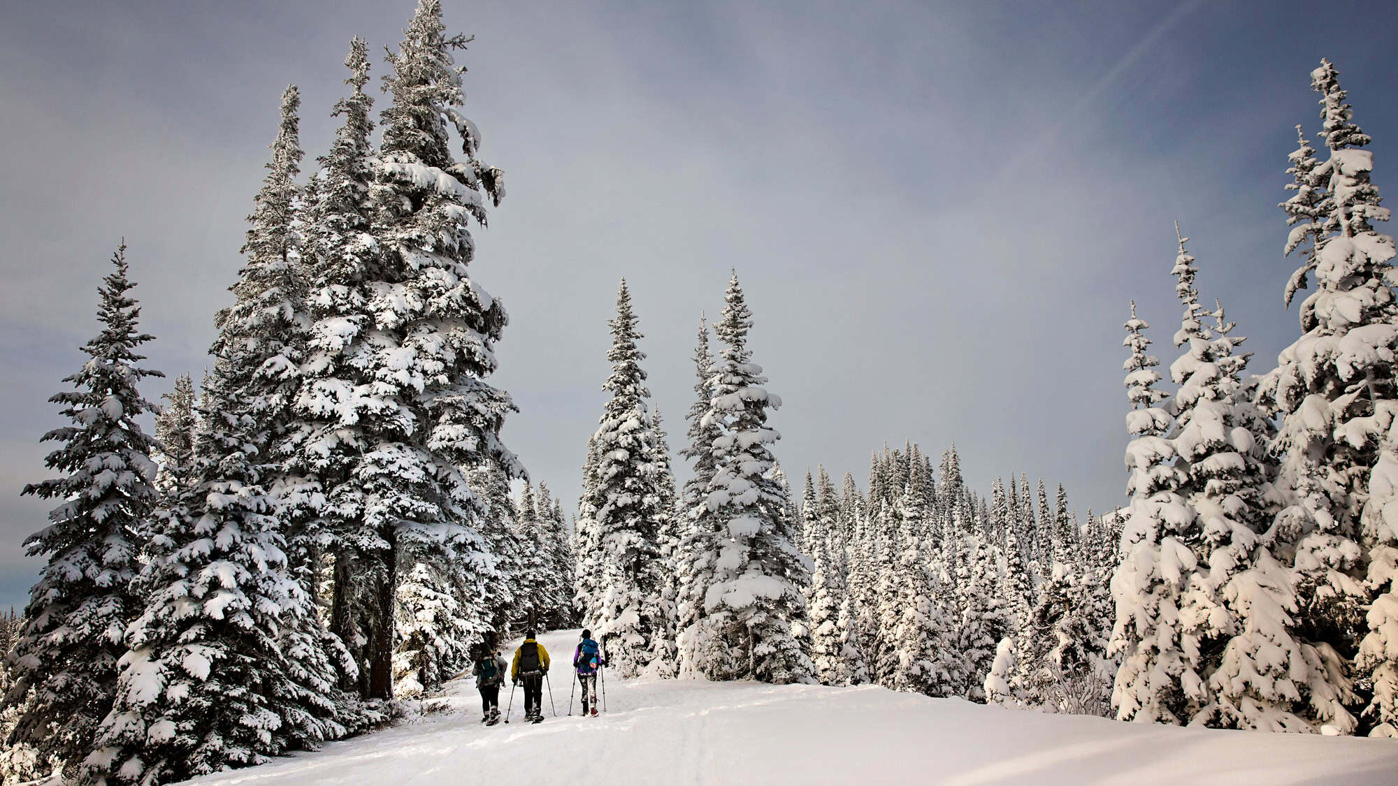 Three people snowshoe along a snowy path through a forest of tall evergreen trees heavily blanketed in snow. The sky is overcast, and the scene captures the peaceful stillness of a winter wonderland.