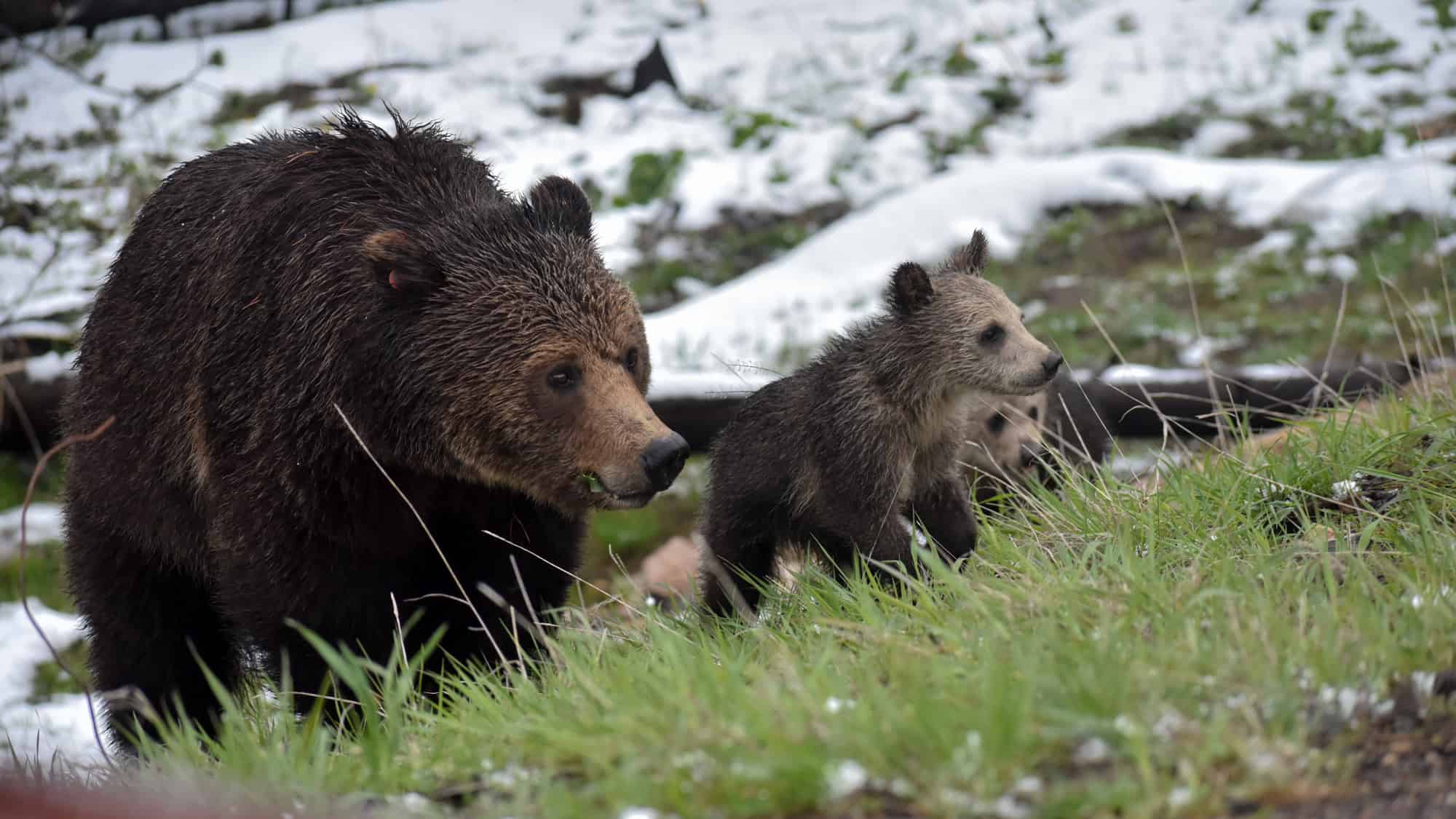 A mother grizzly and her two cubs walk through snowy grassland in Yellowstone National Park, their fur slightly wet from the cold terrain.
