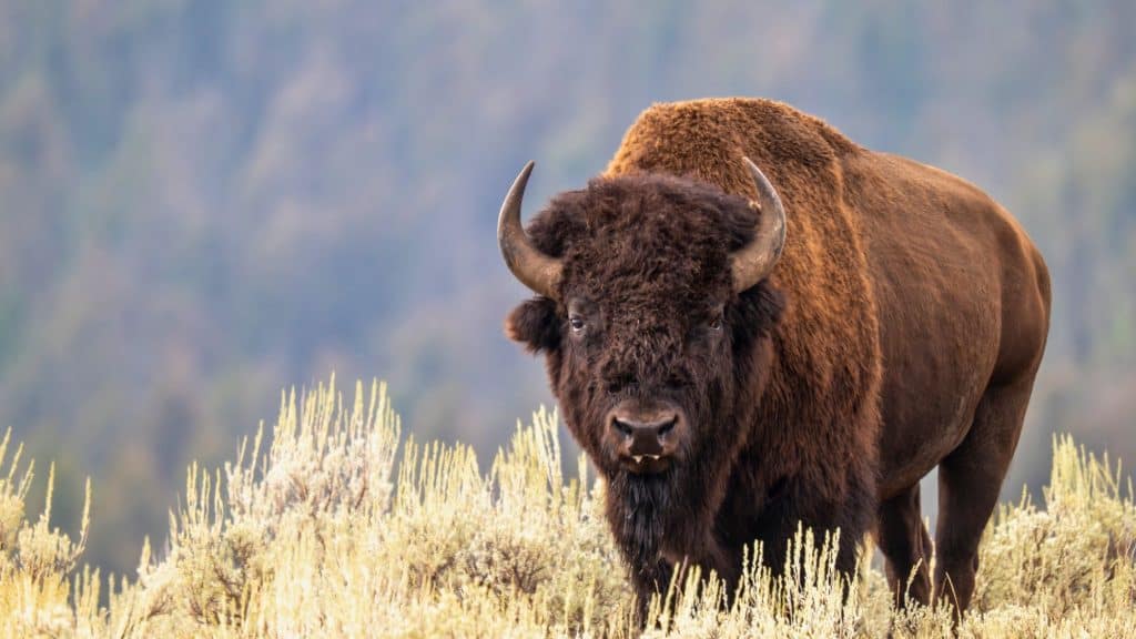 A large American bison stands in golden brush, gazing directly at the camera with a calm but powerful presence. The background is softly blurred, letting the buffalo’s massive frame and curved horns take center stage.