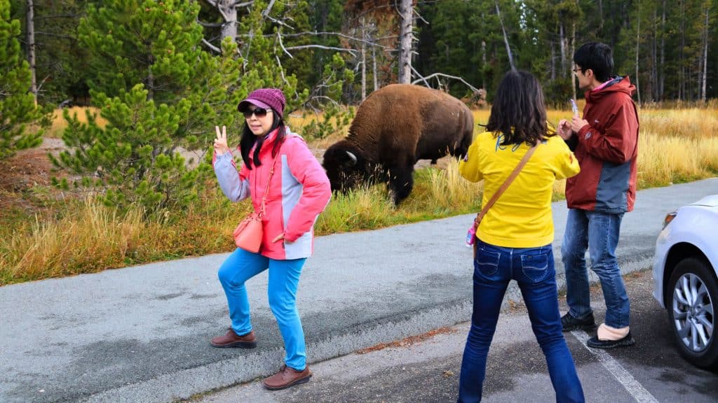 Yellowstone National Park Wyoming, USA September 23, 2018 Asian tourists standing dangerously too close to a wild bison wildlife and taking photographs holding a peace sign with her fingers