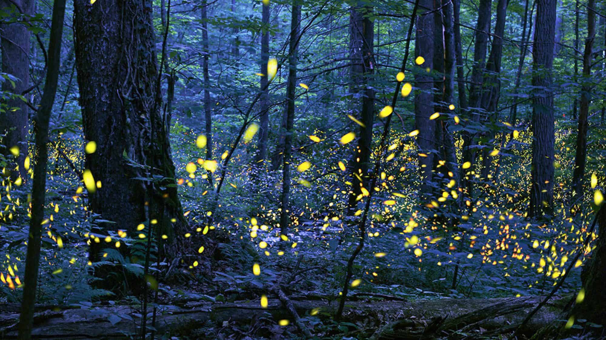 A magical nighttime forest scene filled with glowing yellow fireflies illuminating the dark woods, capturing the synchronous firefly display common in the Smoky Mountains.