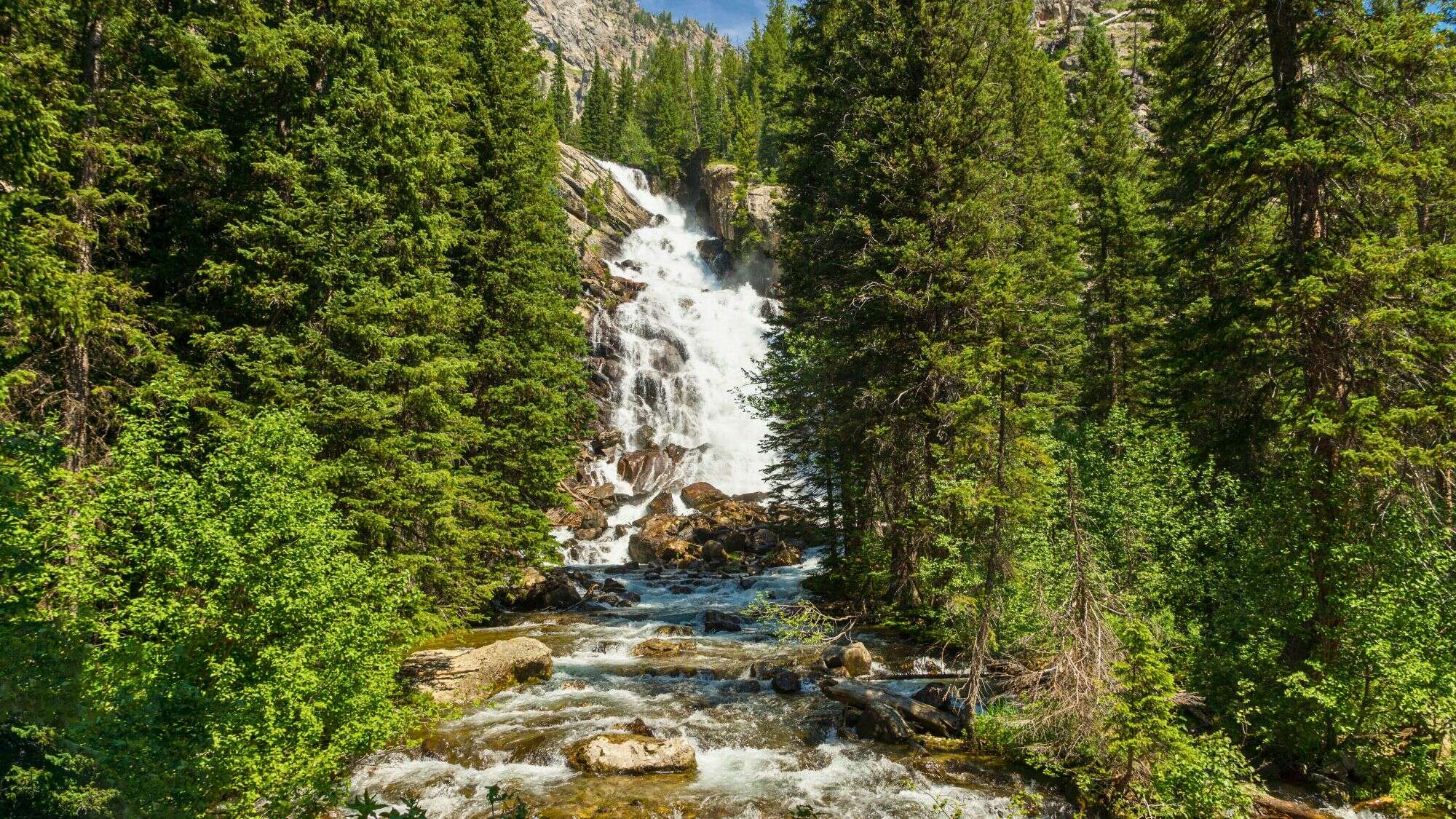 Powerful whitewater pours down a rocky cliff surrounded by dense pine forest at Hidden Falls near Jenny Lake in Grand Teton National Park. The water crashes into a rocky creek below.