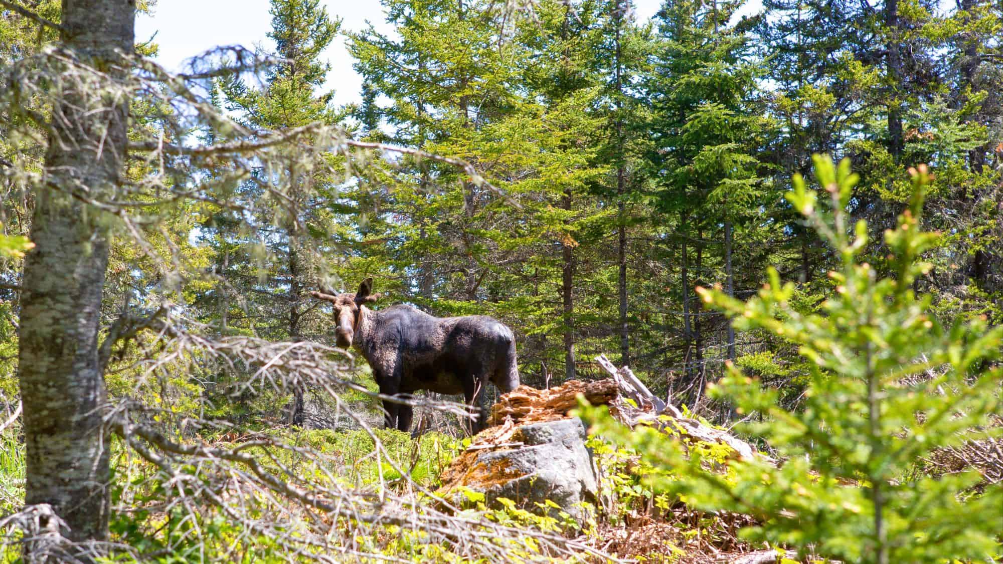 A moose stands partially obscured among dense conifer trees and forest brush, looking back toward the camera in a sunlit clearing in Isle Royale’s remote wilderness.