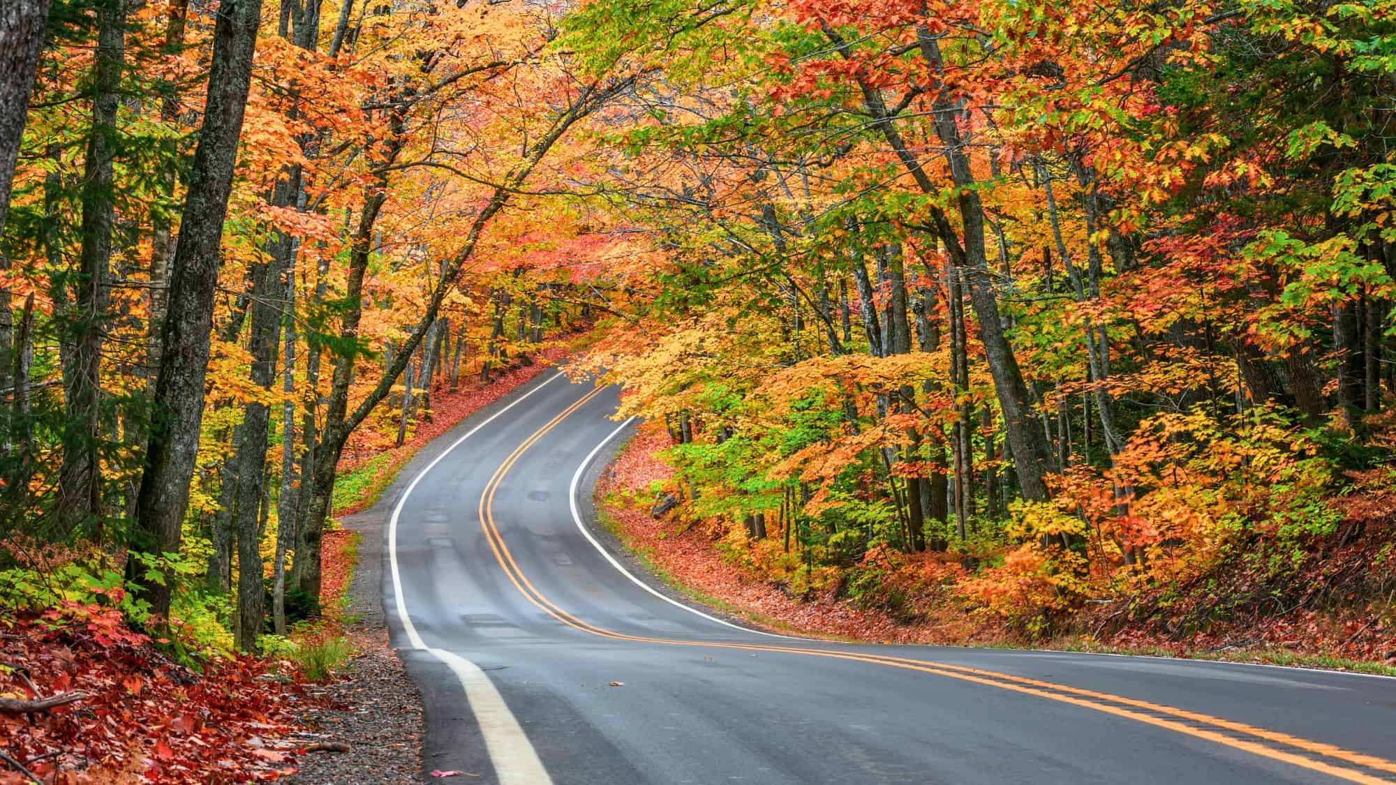 A winding road cuts through a vibrant forest filled with fall foliage in fiery shades of orange, red, and yellow. The road creates a perfect autumn scene framed by tall trees on both sides.