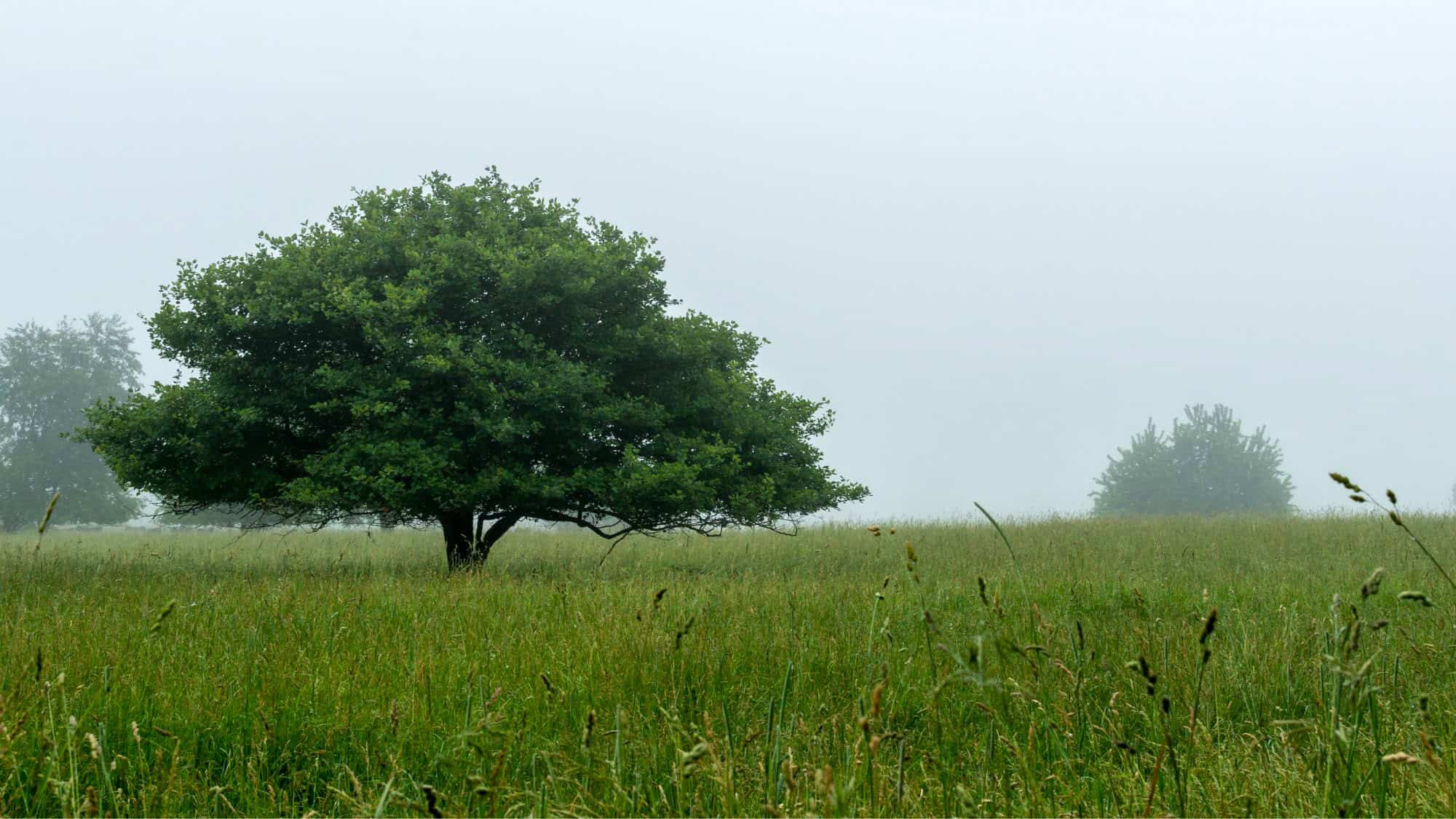A lone, leafy green tree stands in a misty field of tall grass on a foggy day, creating a peaceful and atmospheric prairie scene.