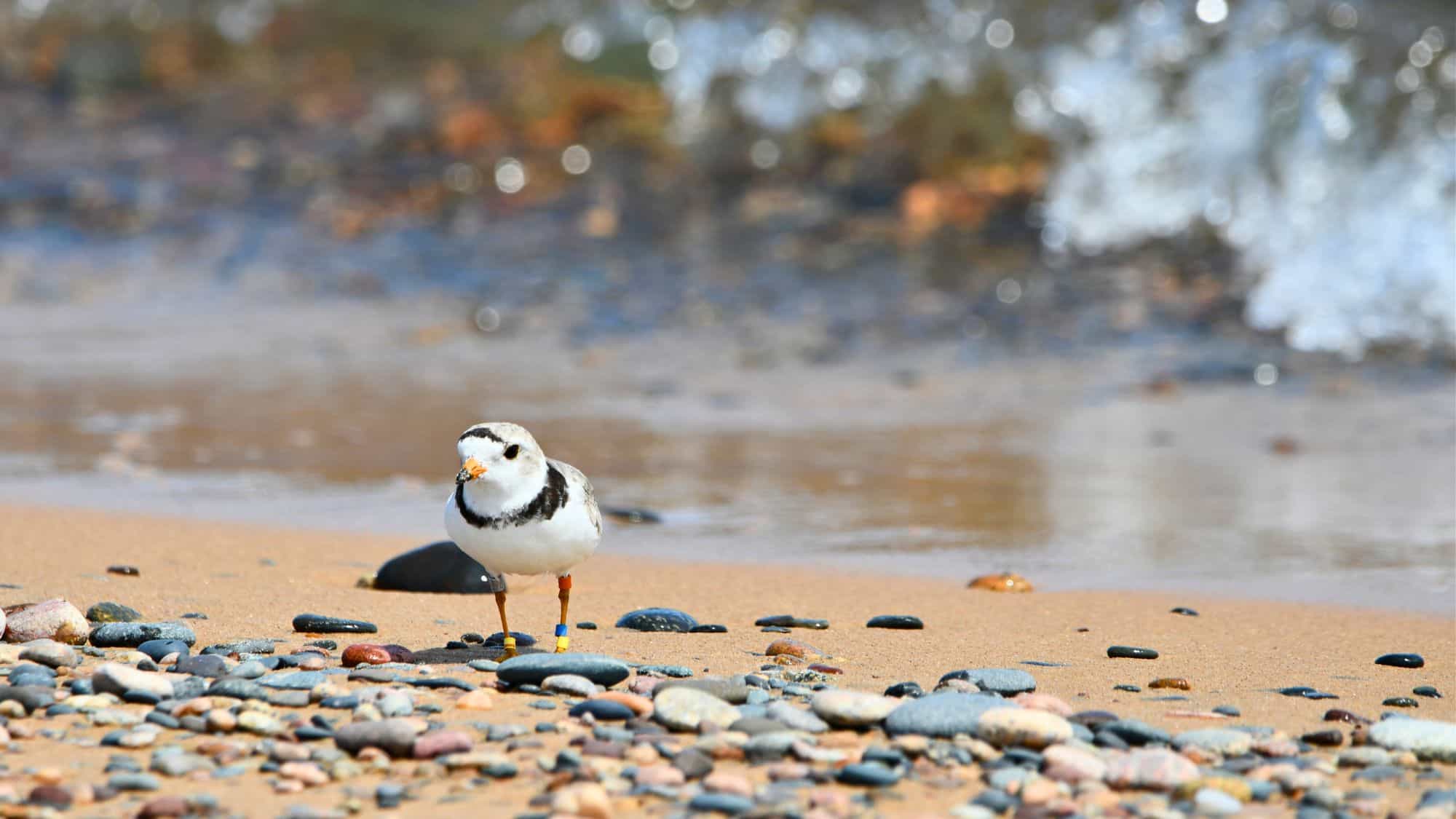 A small piping plover with leg bands stands on a pebble-covered beach near Lake Superior. The blurred background includes soft waves and scattered rocks.